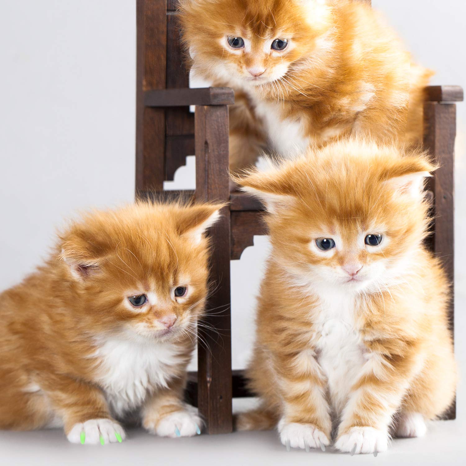 Willbond 200 Pieces 20 Color Cat Claw Caps With 10 Pcs Adhesive Glues And 10 Pcs Applicators Cat Claw Covers Cat Nail Tips With Instruction For Pets Cats