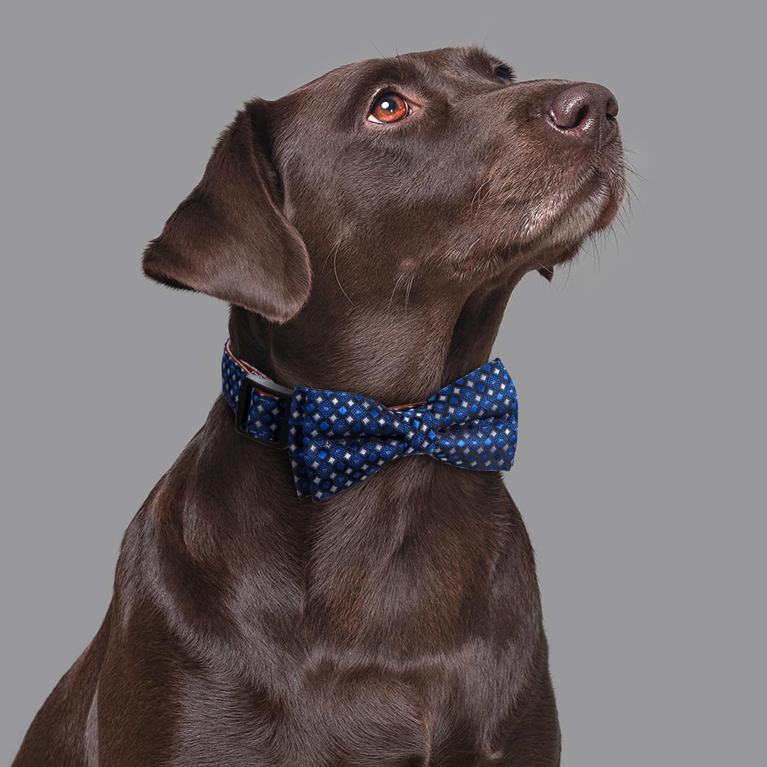 Rhea Rose Bowtie Dog Collar Argyle Dark Blue Bow Tie for Boy Girl Dogs Small