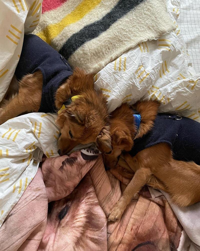 Gooby - Fleece Vest, Small Dog Pullover Fleece Jacket With Leash Ring, Navy, Small