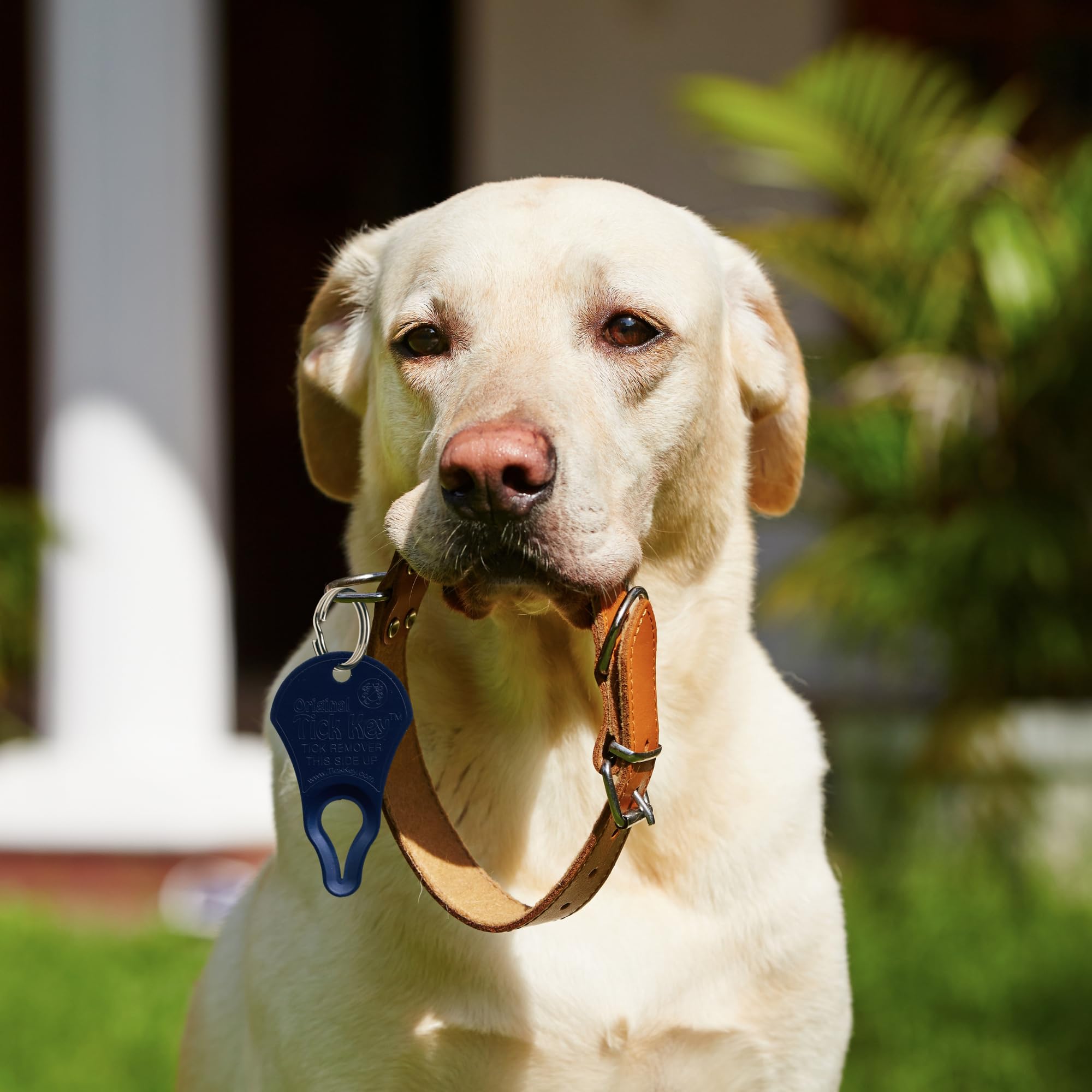 The Original Tick Key - Tick Detaching Device - Portable, Safe And Highly Effective Tick Detaching Tool (Navy)
