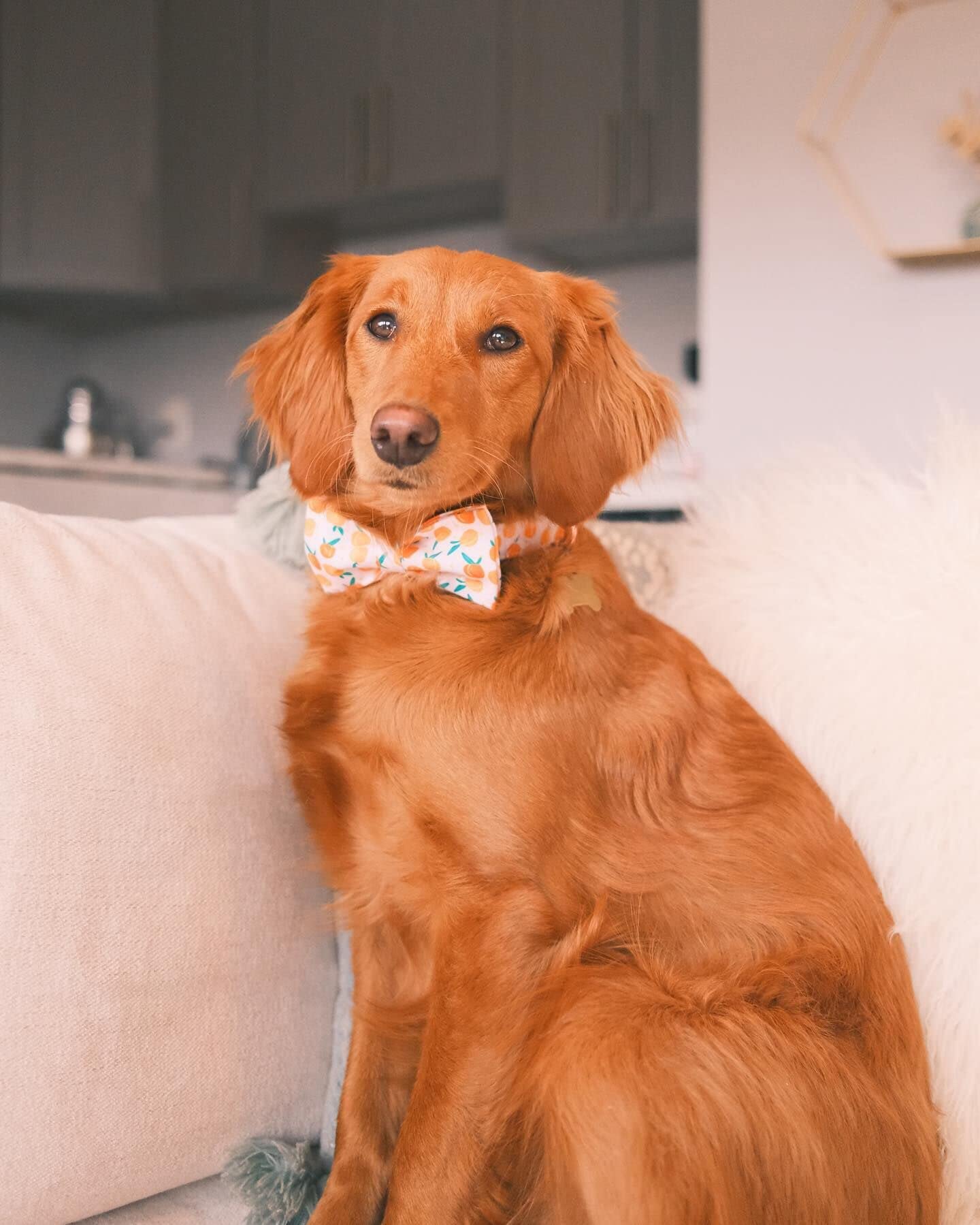 Elegant little tail Dog Collar, Dog Collar with Bowtie, Peach Cute Pink Pet Collar Bow Dog Collars Adjustable Dog Collar for X-S