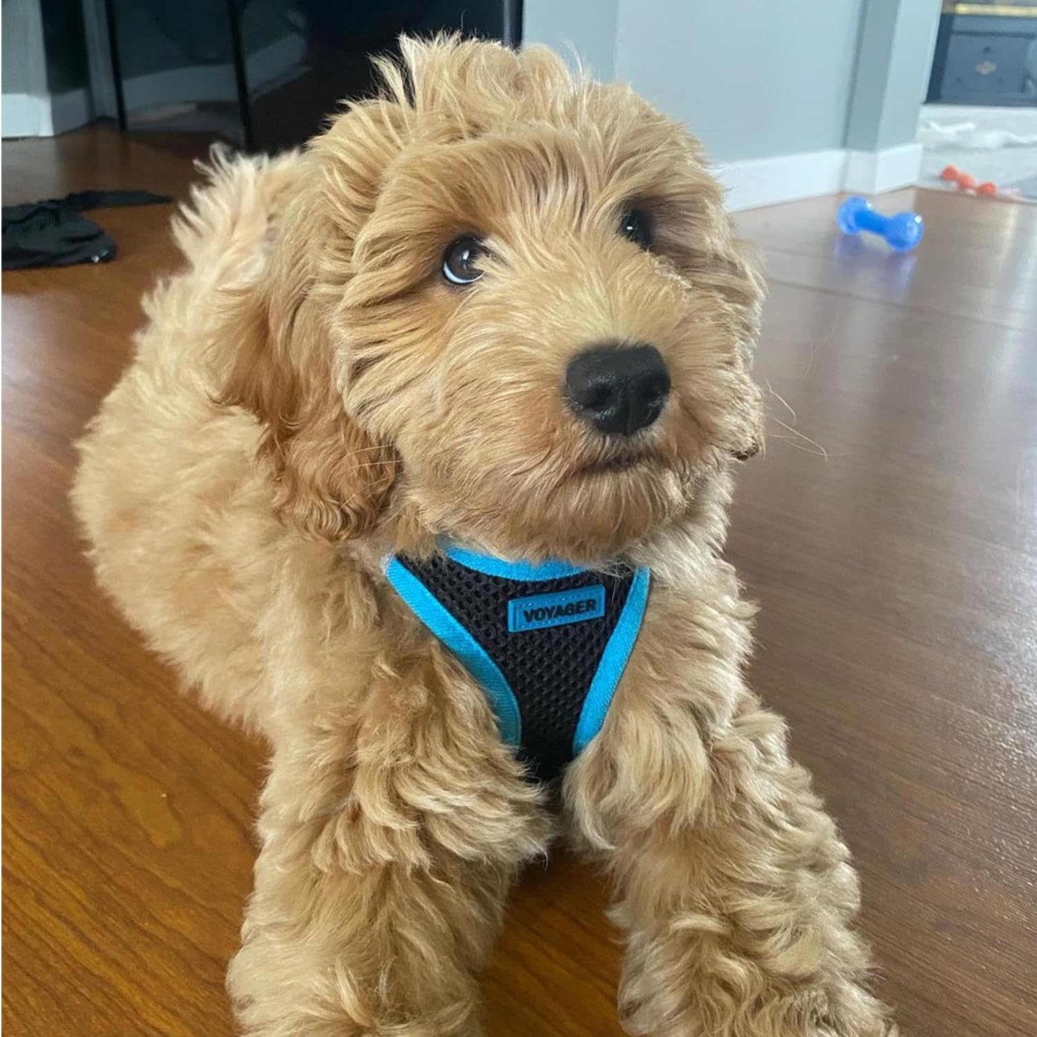 Voyager Step-In Air Dog Harness - All Weather Mesh, Reflective, No Pull Harness For Small, Medium Dogs, Cats - Secure With Hook & Loop Fastener, Buckle, Double D-Rings - Blue Trim, Xs