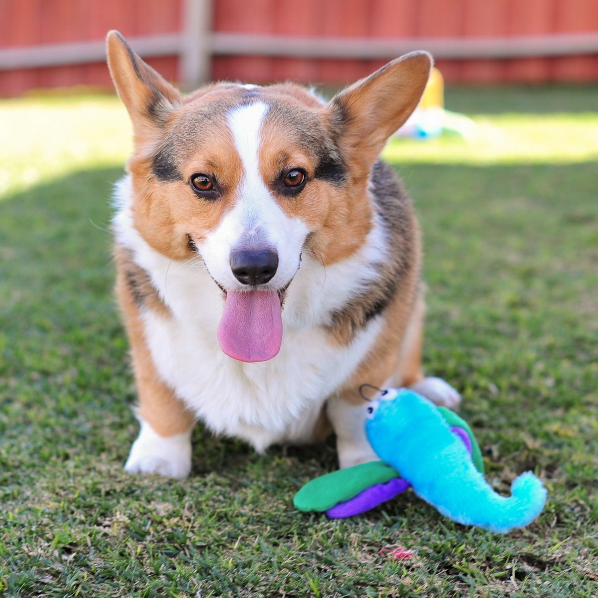 Zippypaws - Crinkles, Squeaky Plush Dog Toy - Dragonfly