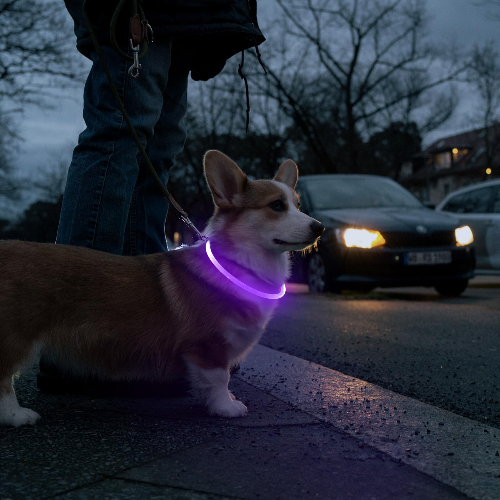 Higo Light Up Dog Collar, Led Dog Collar For Night Safety With 3 Modes, Type-C Rechargeable & Adjustable Tpu Material For Small