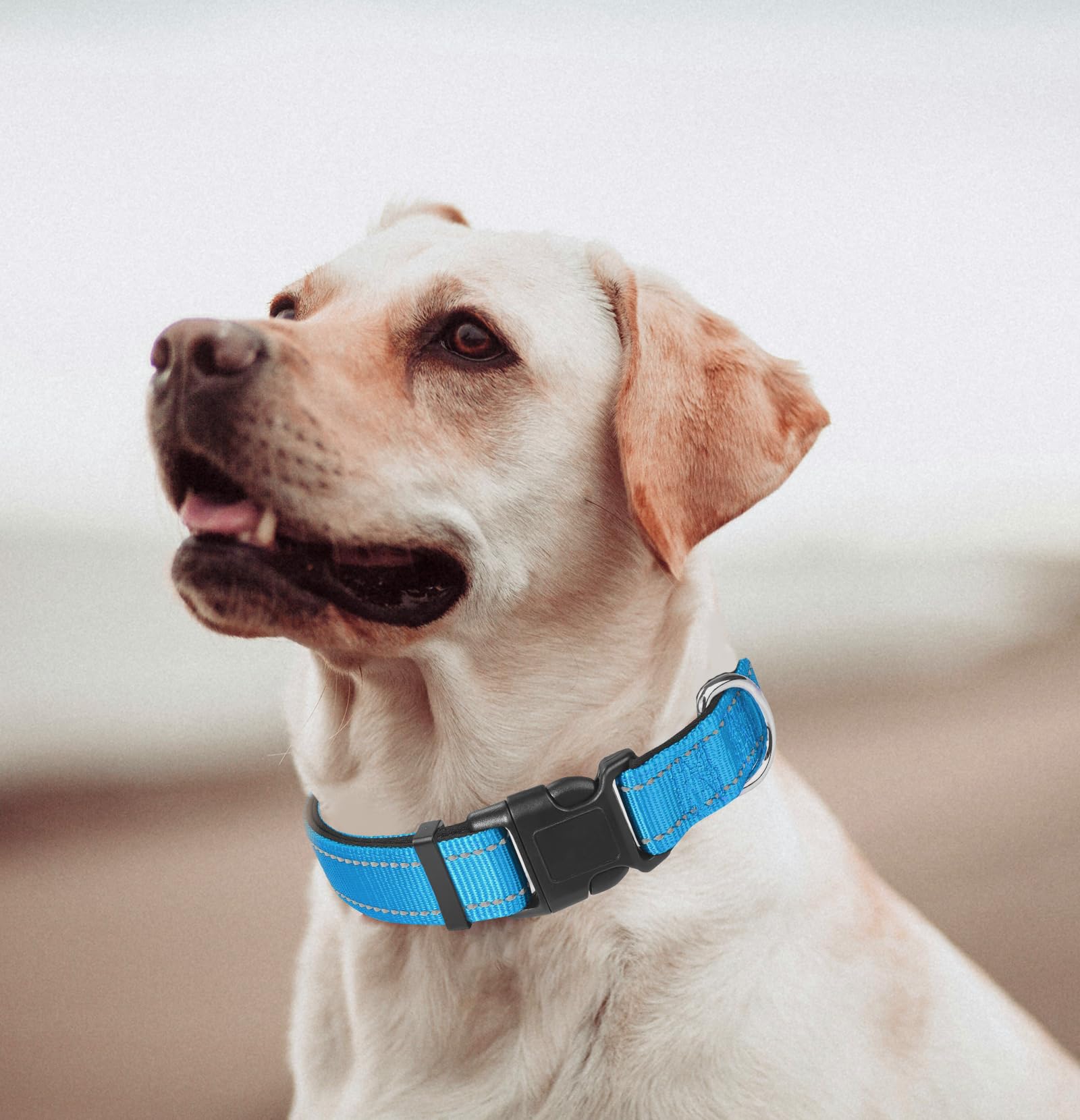 Blue Dog Collar, Reflective Pet Collar with Buckle Adjustable Safety Nylon Collars for Small Medium Large Dogs, XXL