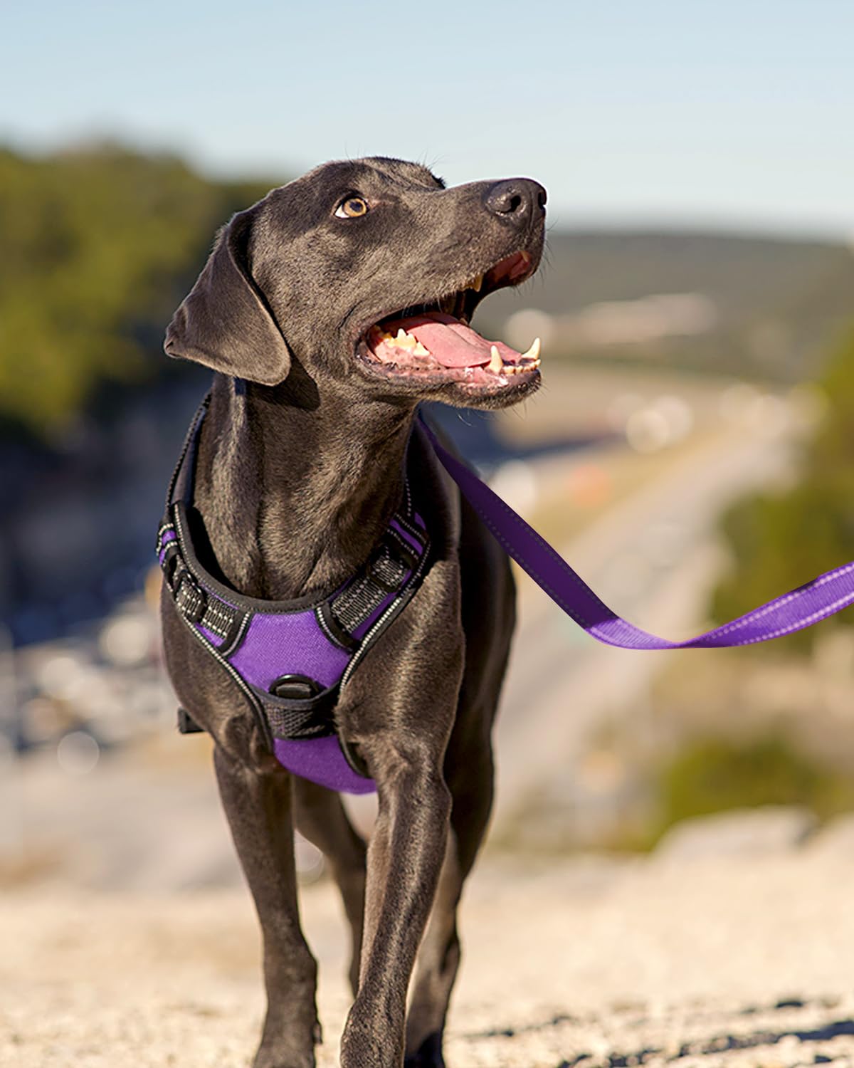 Joytale No Pull Dog Harness for Small Dogs, Adjustable Soft Padded Vest, Reflective, Purple, Model J-A35001-PU-S