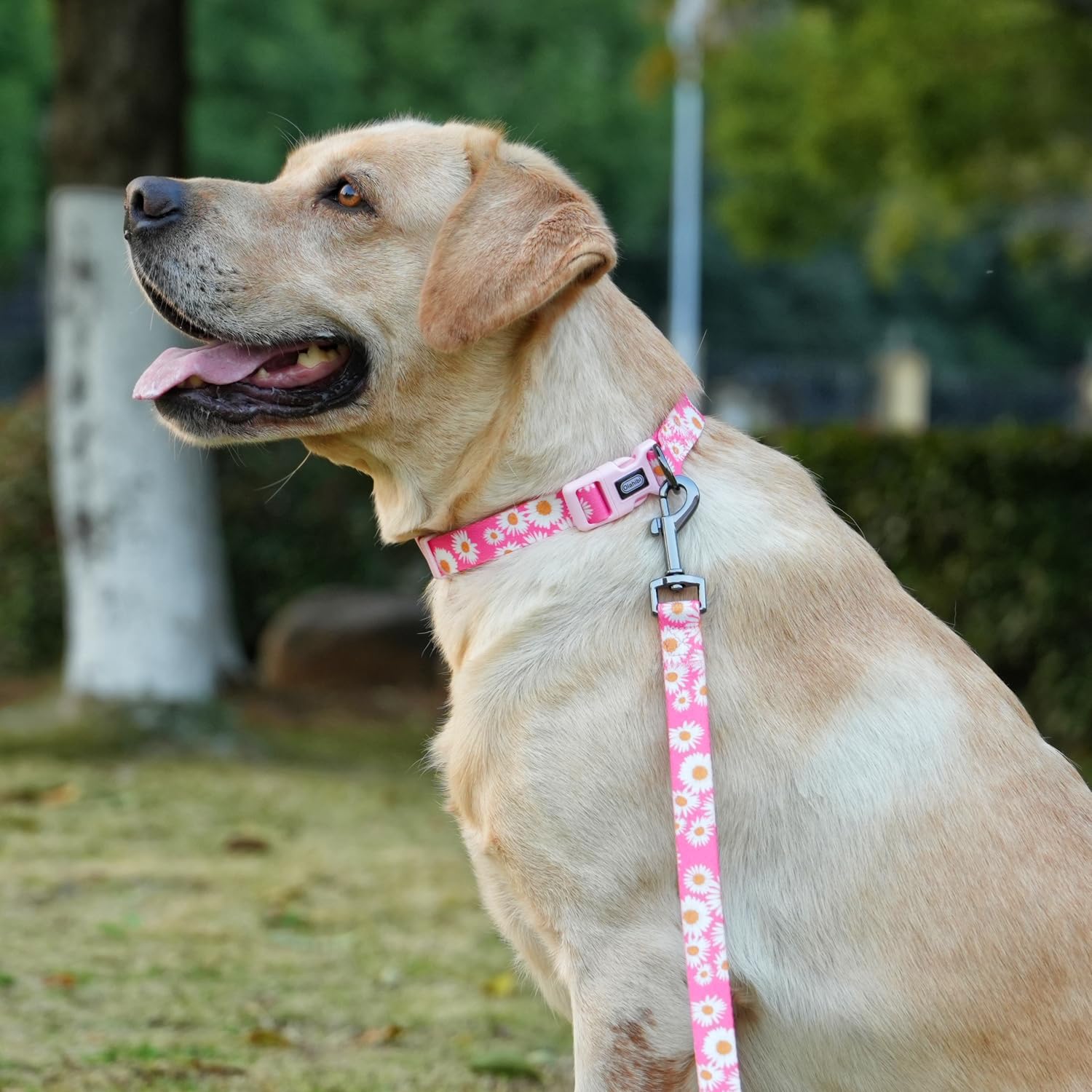 Olahibi Dog Collar And Leash Set, Cute Pink Daisy Pattern, Polyester Material, 5Ft Leash, For Puppy Dogs.(Extra Small, Pink Dais