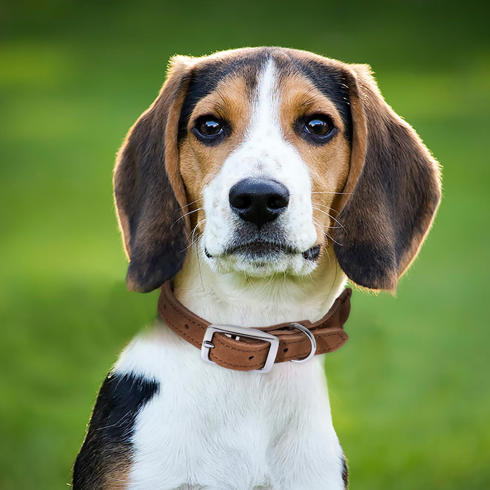 Mile High Life Rope & Leather Dog Collar | Durable Braided Cotton Rope & Genuine Leather W Metal Pin Buckle | Classic Puppy Coll