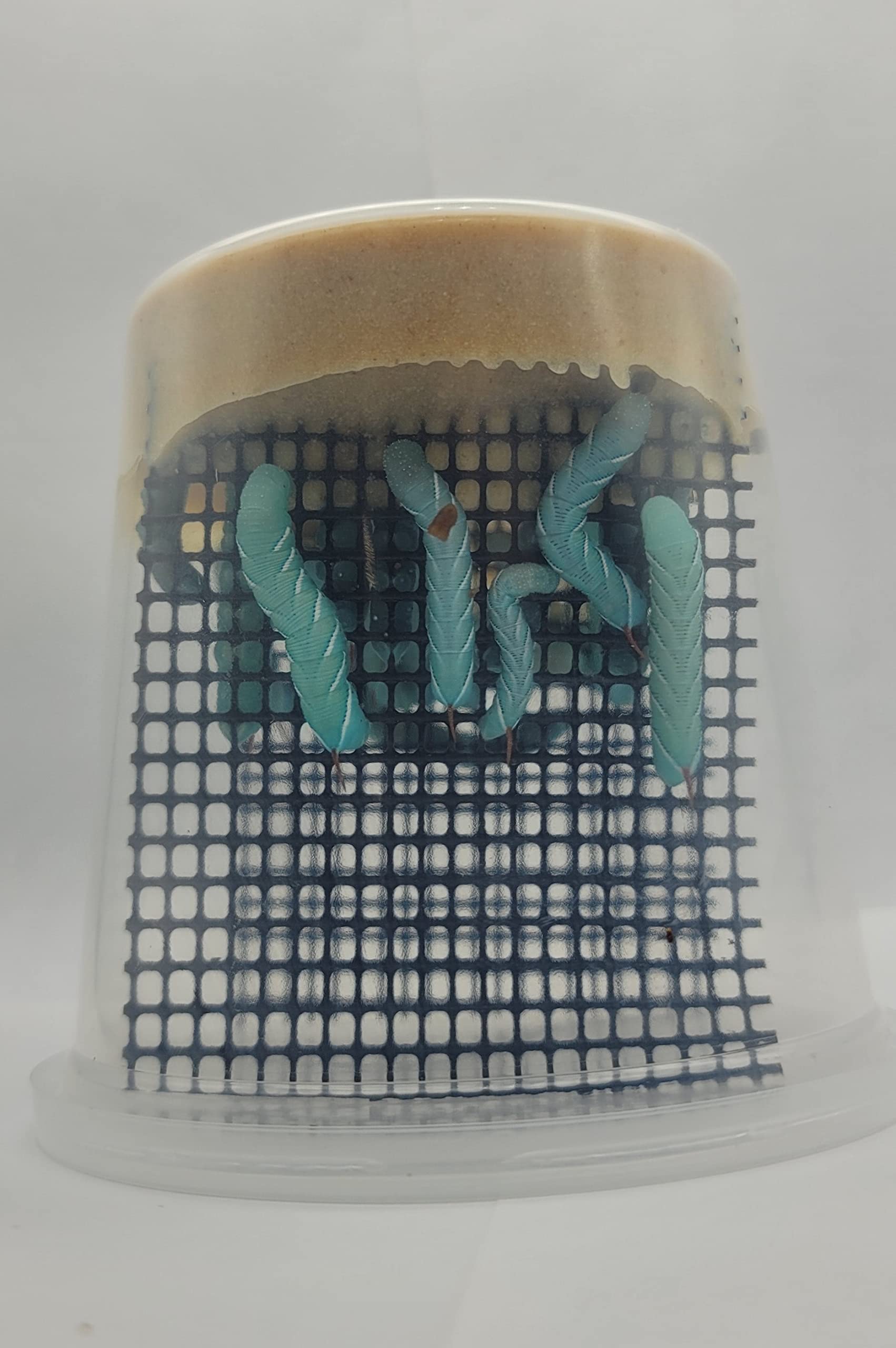 Live Hornworm Cup (25-35 Count) | UPS Shipping | for Bearded Dragons and Reptiles | Live Arrival Guarantee