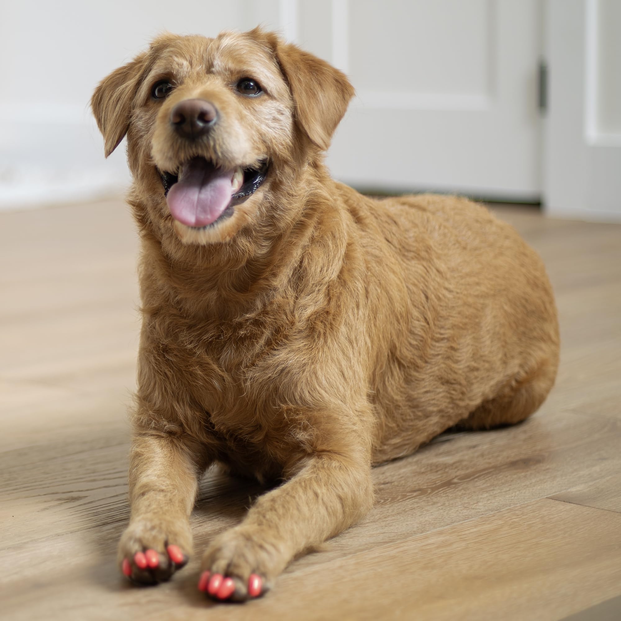 Soft Claws Canine Dog And Cat Nail Caps Take Home Kit, X-Small, Natural
