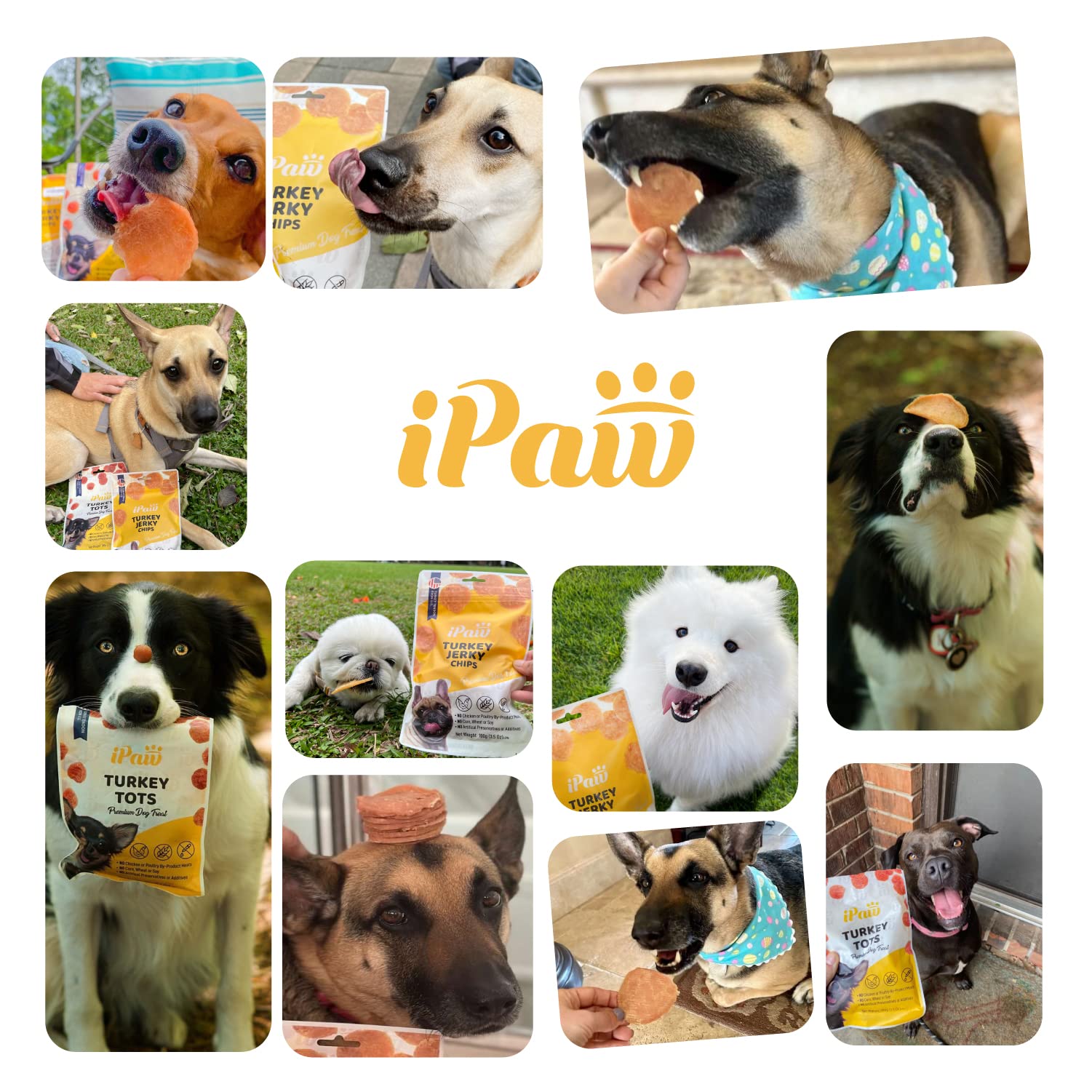 iPaw Dog Treats for Puppy Training, All Natural Human Grade Dog Treat, Hypoallergenic, Easy to Digest (Fish and Cheese Bites)