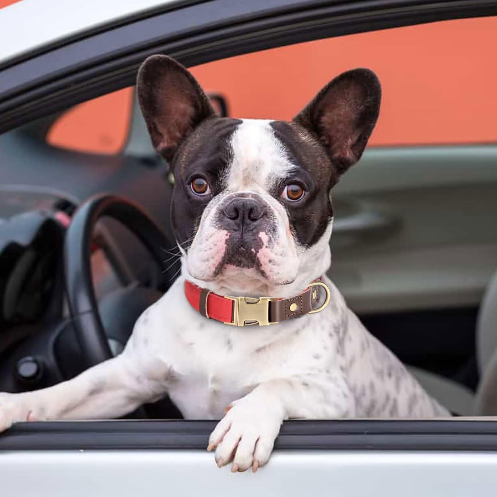 Didog Soft Padded Leather Dog Collars For Small Dogs, Classic Heavy Duty Dog Collar Adjustable With Quick Release Metal Buckle,R