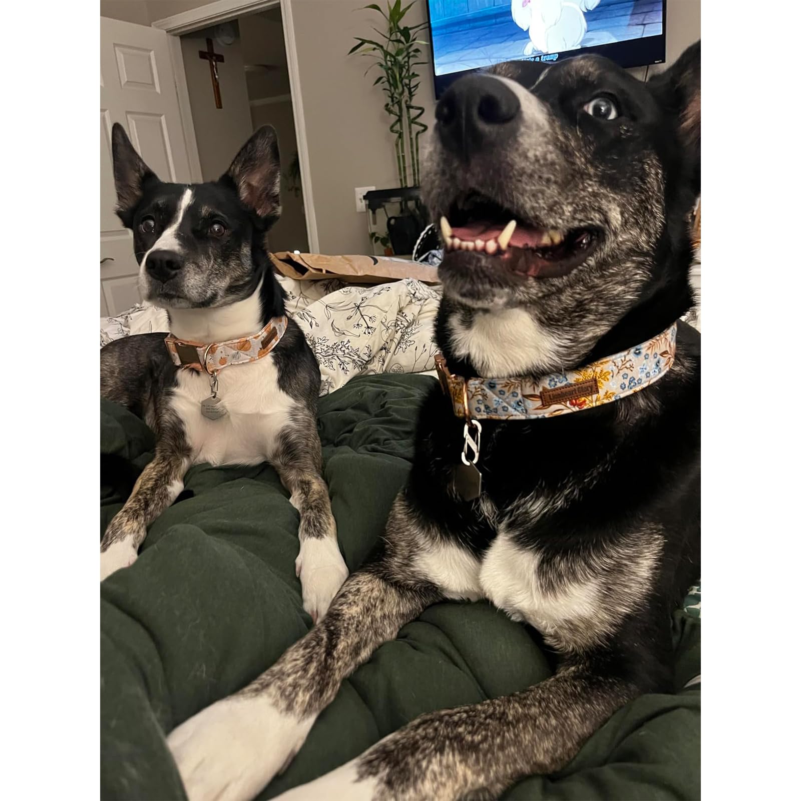 Lionheart Glory Premium Dog Collars Fall Dog Collar, Heavy Duty Adjustable Dog Collar For Large Dogs Maple Leaf Dog Collar