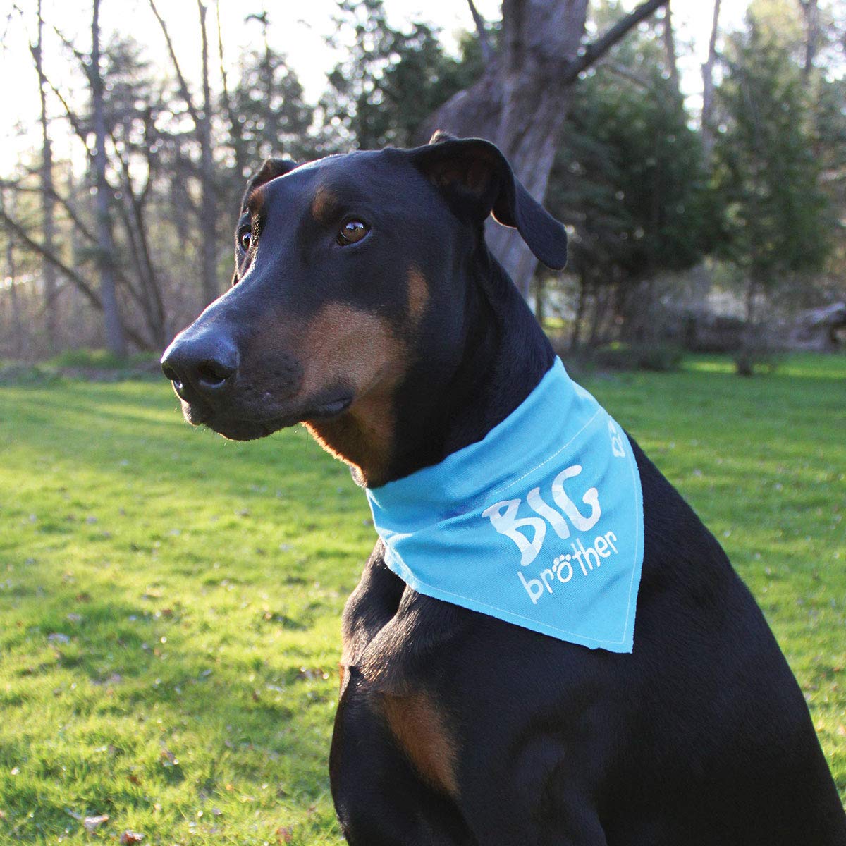 Pavilion Gift Company Big Brother Blue Paw Print Large Dog Slip On The Collar Bandanna,