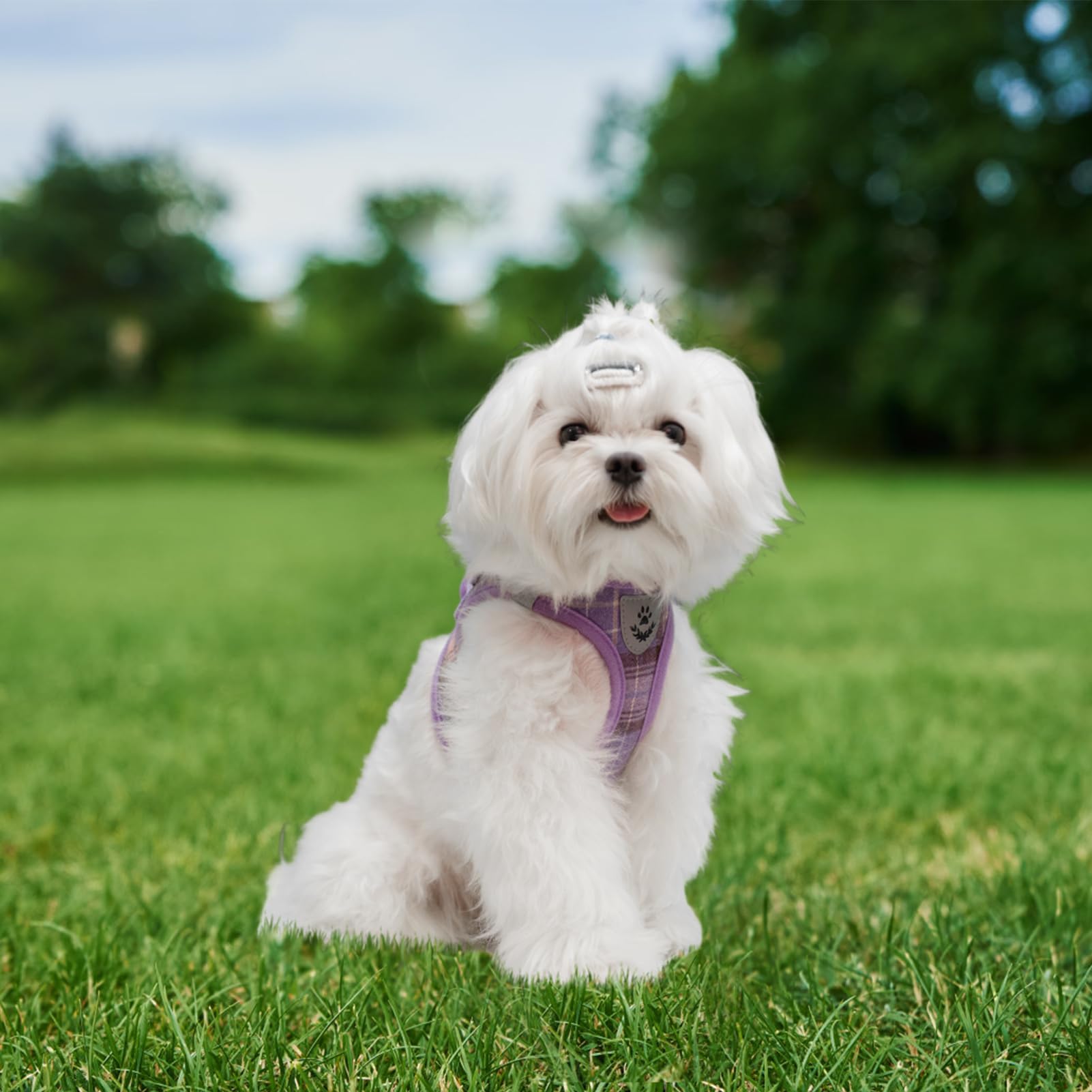 Expawlorer Dog Harness And Leash Set - Classic Plaid Step In Dog Harness With Adjustable Dog Collar, Soft Dog Vest Harness No Pull, Reflective Escapeproof For Training Outdoor Walking, Purple M