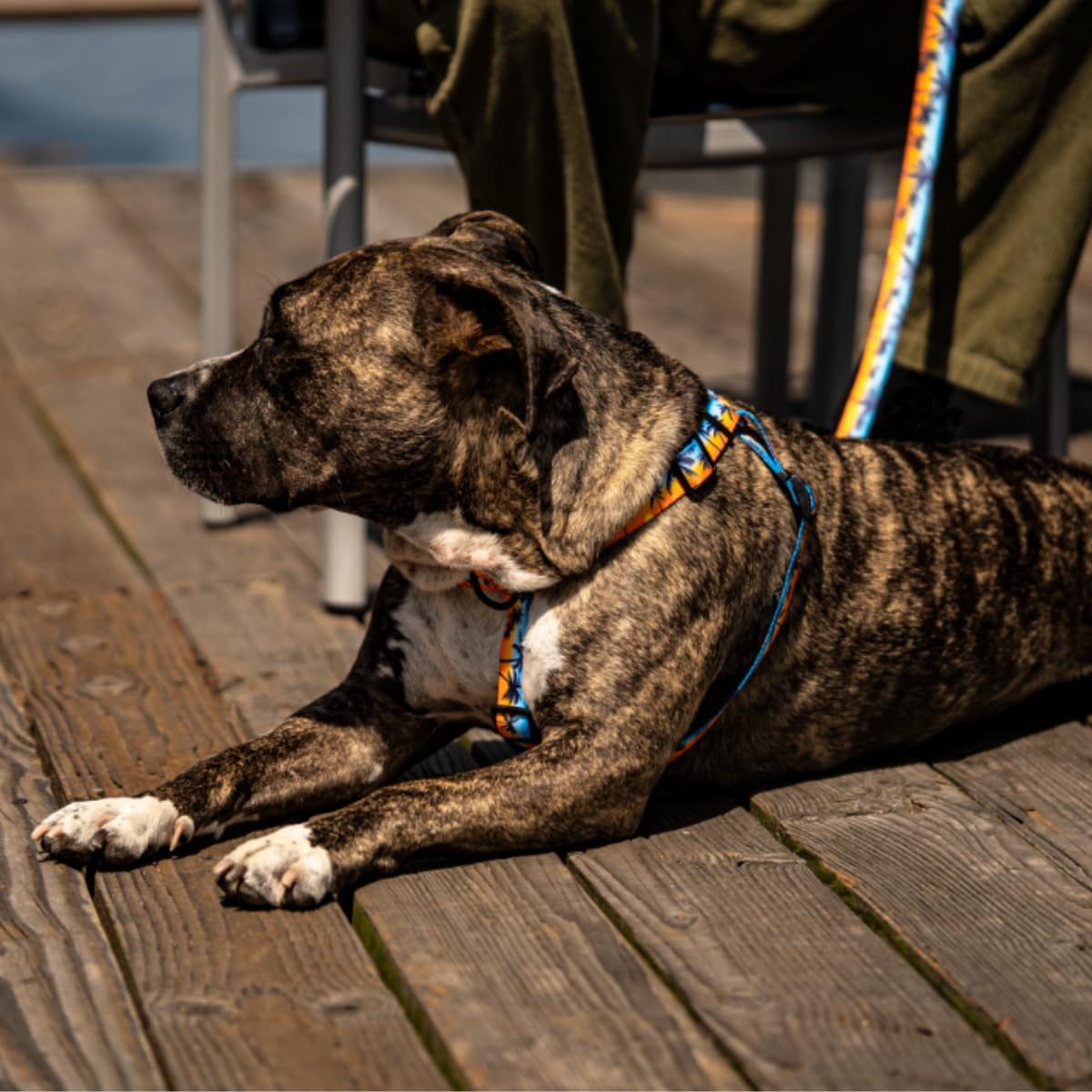 Wolfgang Heavy Duty Adjustable Dog Harness, Pull-Tested To Over 800 Lbs For Walking & Training, Sunsetpalms Print, Large