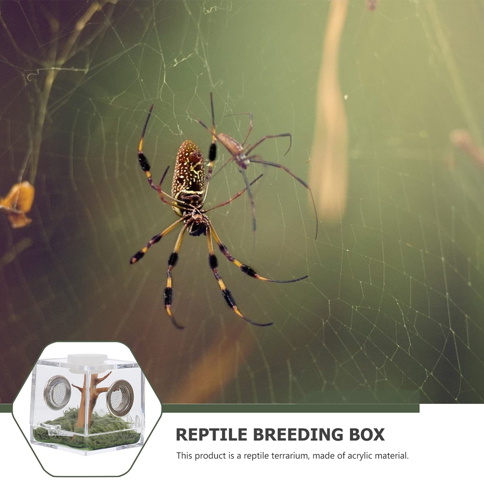 2Set Spider Habitat Box Small Transparent Breeding Enclosure For Jumping Spiders And Reptiles Lightweight Design For Easy Outdoo