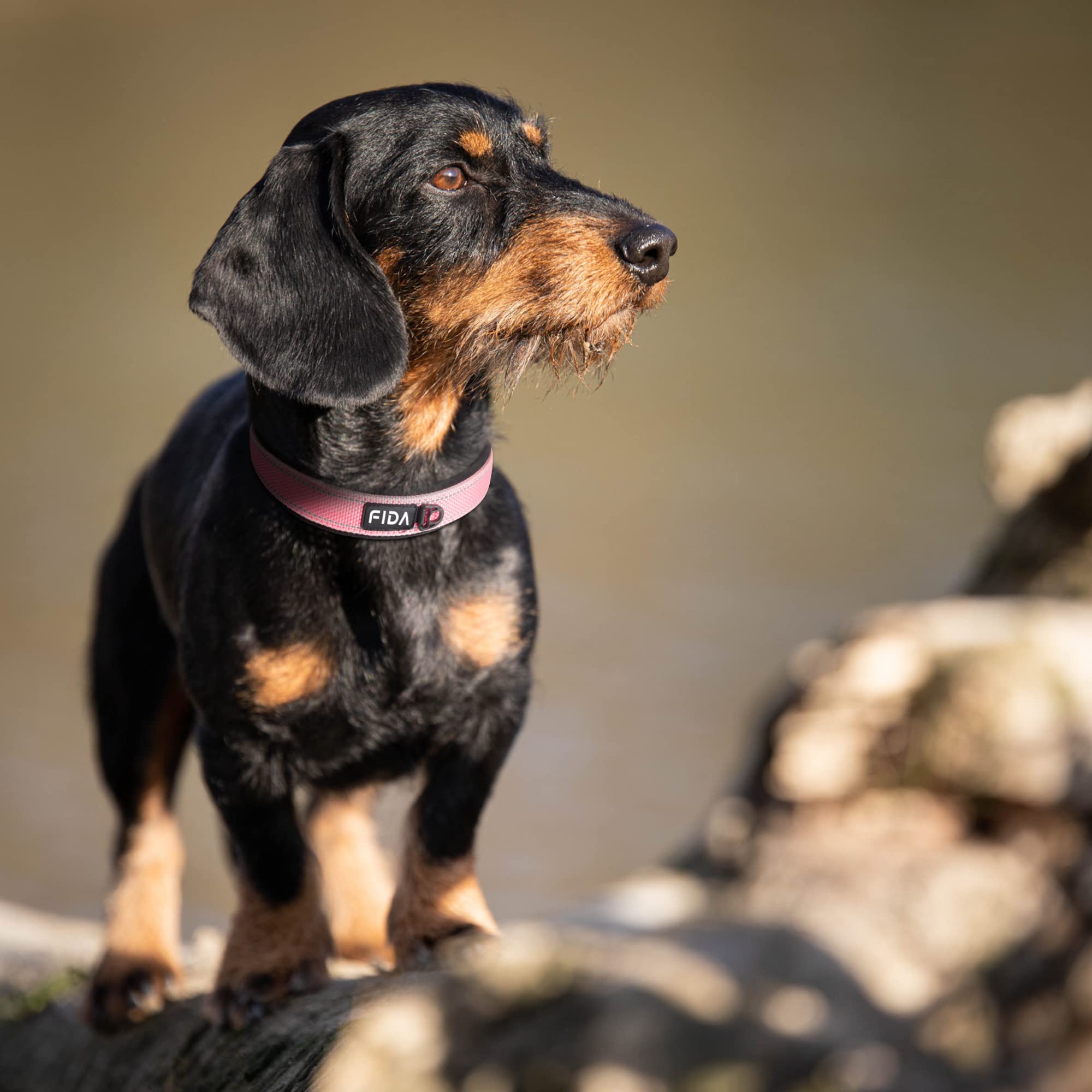 Fida Heavy Duty Dog Collar, Ultra Comfortable Soft Neoprene Padded, Adjustable Reflective Nylon Pet Collar With Durable Metal Belt Buckle For Medium Breeds (M, Pink)