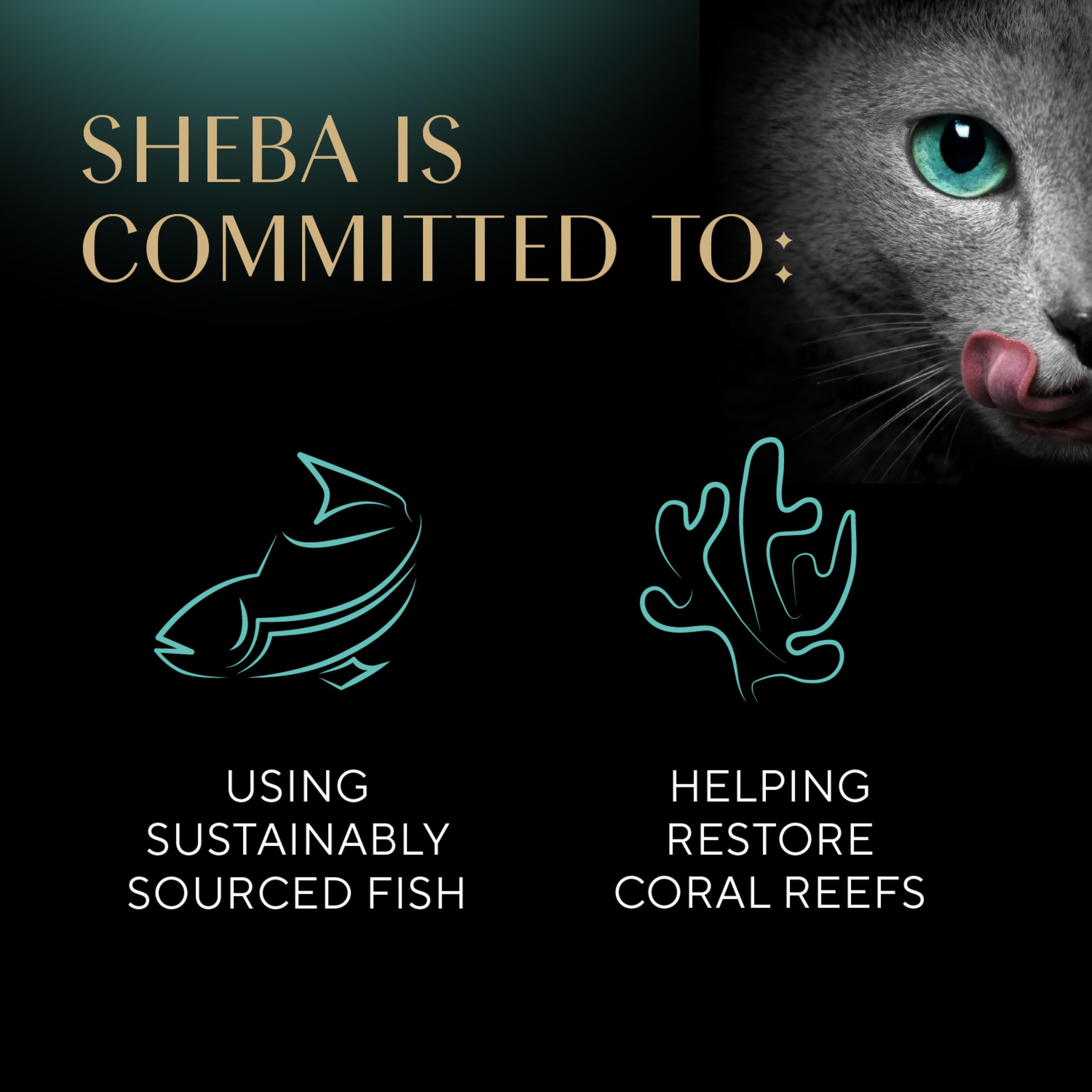 Sheba Perfect Portions Kitten Wet Cat Food Pate Salmon Entree, 2.6 oz. Twin-Pack Trays (24 Count, 48 Servings)