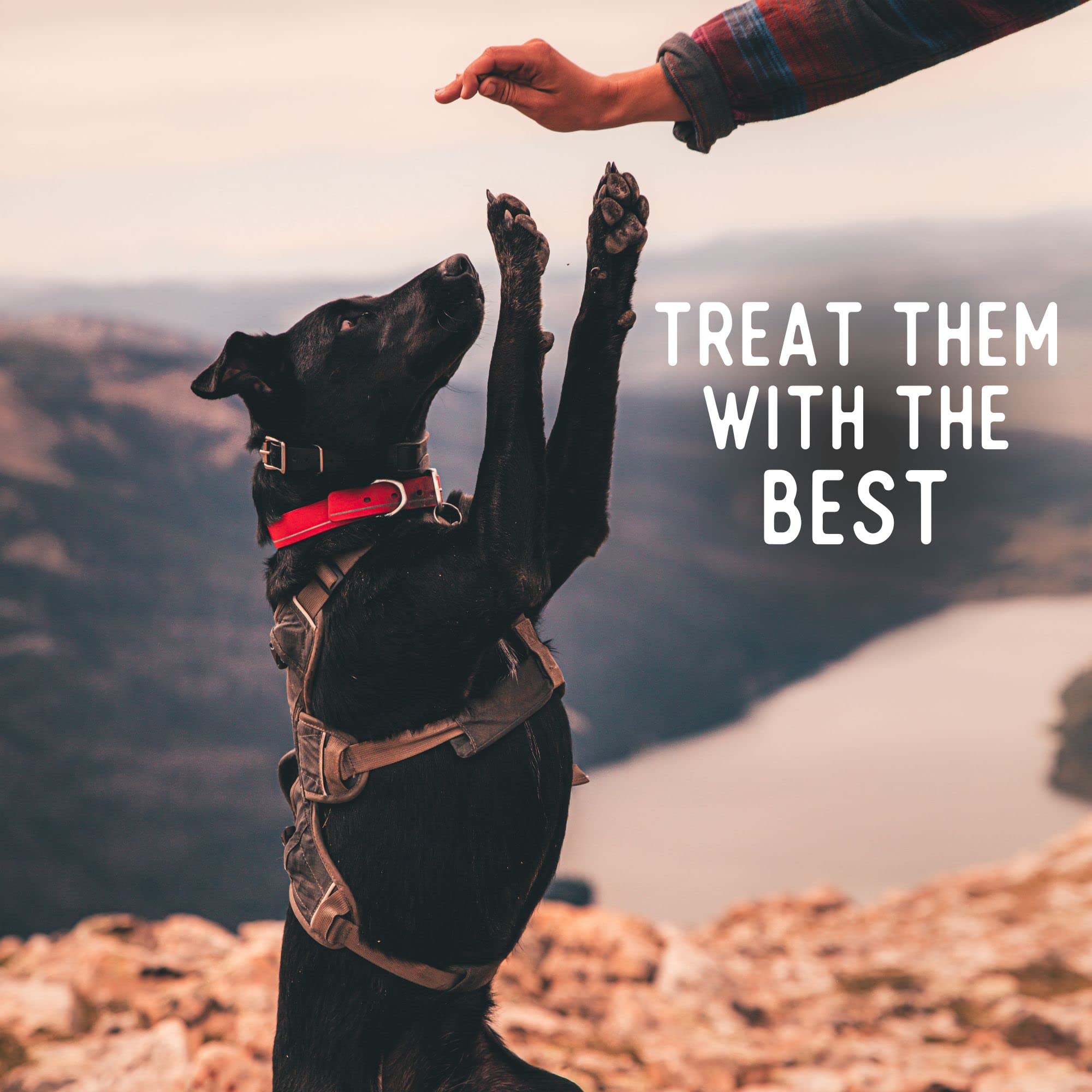 Beg & Barker Beef Chips for Dogs (8 Ounce, Pack of 1) - Single Ingredient Dog Treats Made for Large & Small Dogs Protein Human G