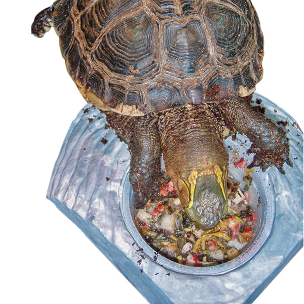 Healthy Herp Box Turtle Food Instant Meal for Reptiles - Nutritious Turtle Food, Tortoise Habitat Accessories, Tortoise Food - M