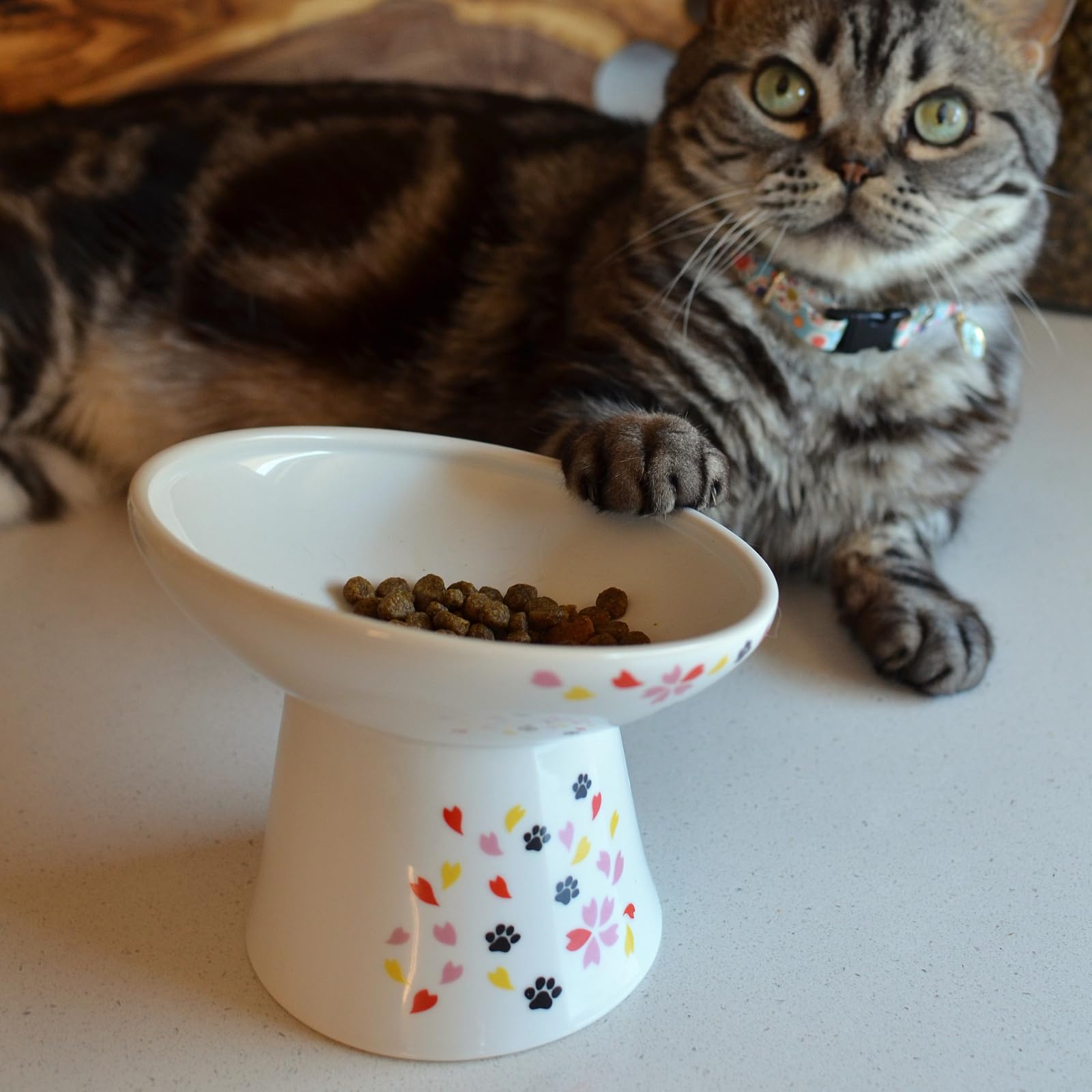 Necoichi Raised Cat Food Bowl - Ceramic Elevated 15 Tilted Cat Bowl for Whisker & Neck Fatigue, Dishwasher Microwave Safe - Non-