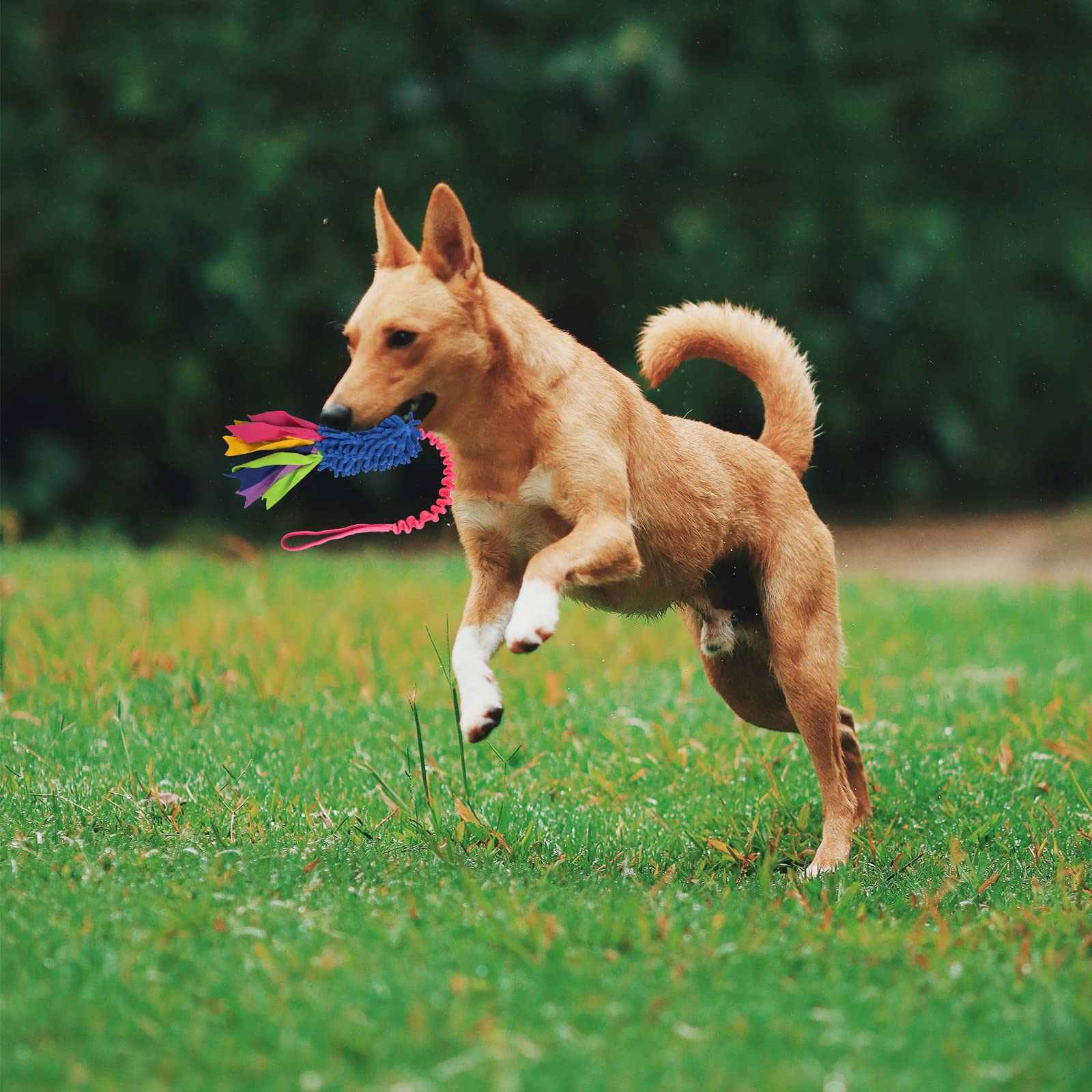 wodoca Dog Tug Toy - Durable Chenille Rope with Squeak - Ideal for Aggressive Chewers, Large Size - Blue Chenille & Red Webbing