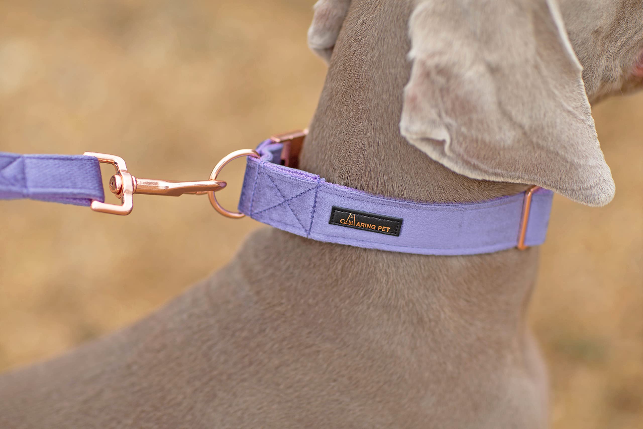 Aring Pet Velvet Dog Collar And Leash Set, Soft Purple Dog Collar And Leash, Adjustable Collars For Dogs