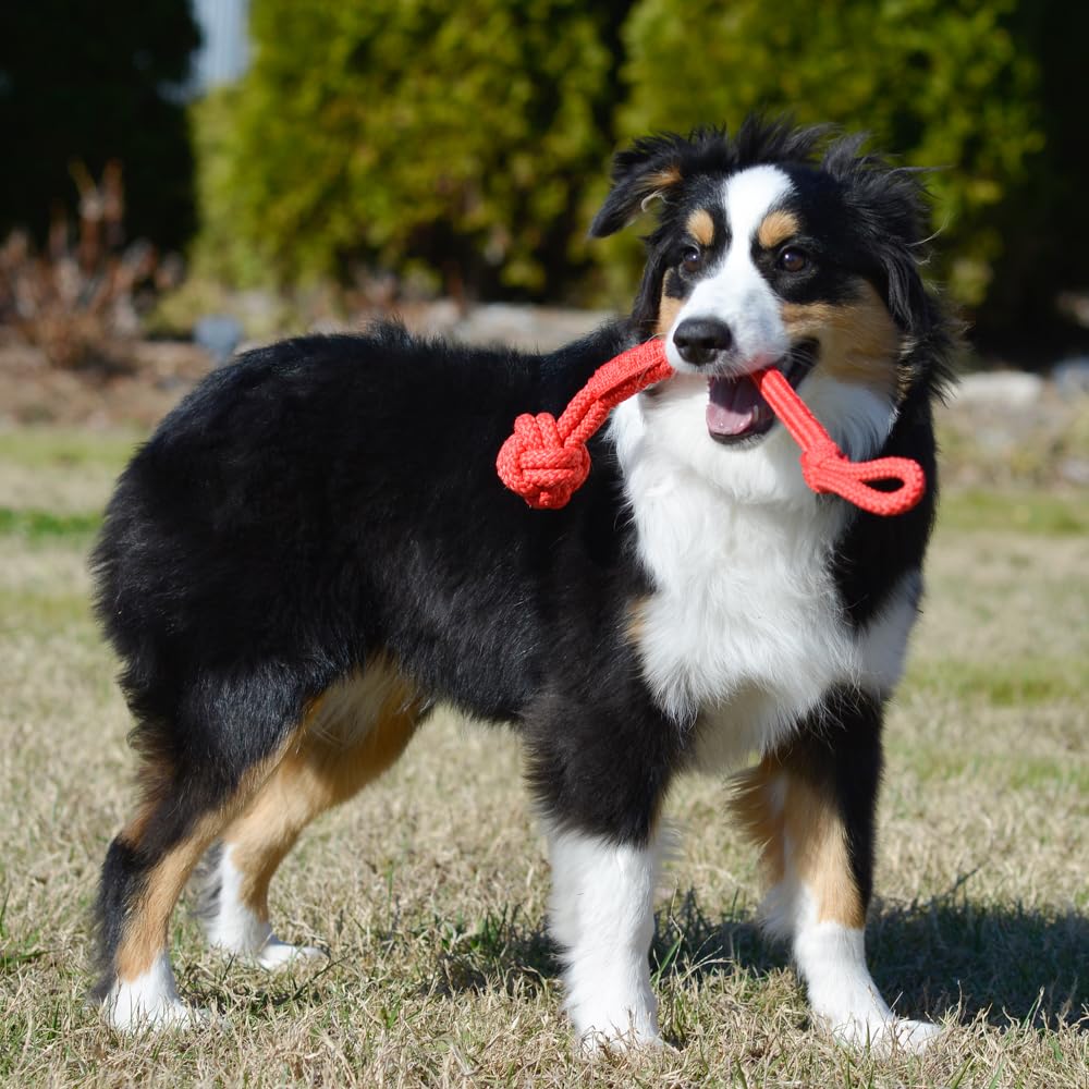 Playology Puppy Tough Knot Tug Toy For Young & Active Dogs | Engaging All-Natural Beef Scented Medium Sized Interactive Tug & Ch