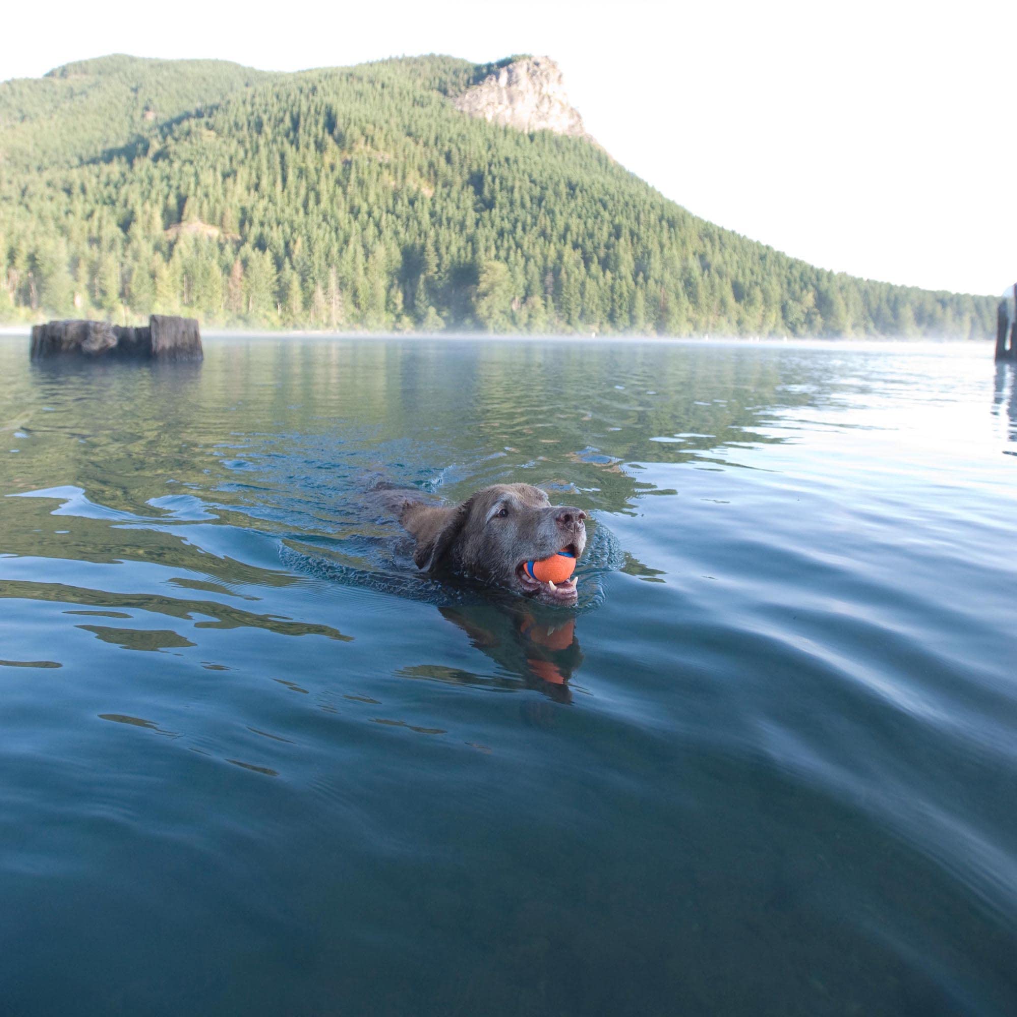 Chuckit! Ultra Ball Dog Toy - Size Xl - For Dogs 100+ Lbs - Made From Durable Rubber - Super Bouncy - Floats In Water - 3.5-Inch Diameter - Pack Of 1