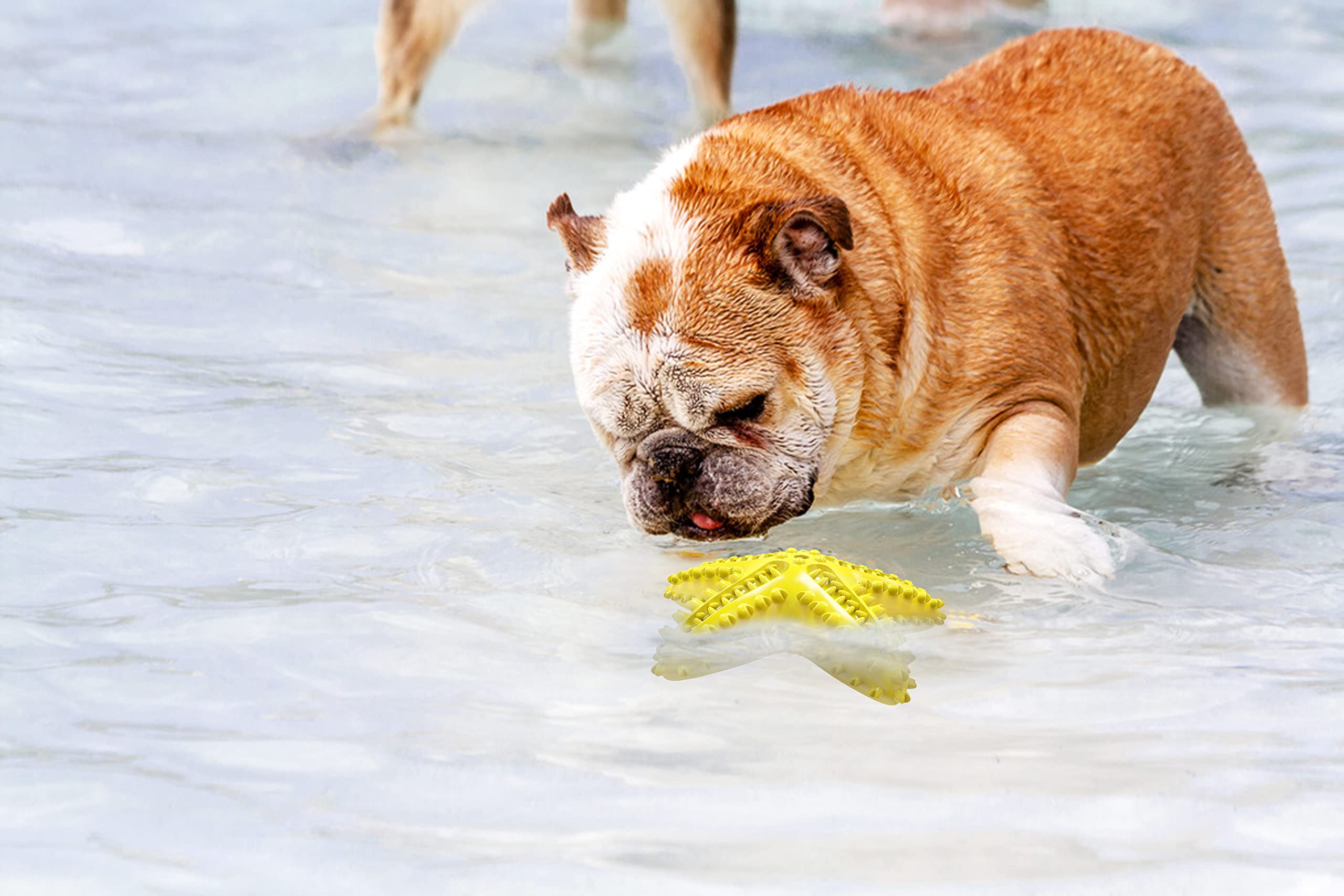 Carllg Dog Toys For Aggressive Chewers, Dog Teething Cleaning Toothbrush Toy, Durable Squeaky Interactive Starfish Puppy Toys Fo