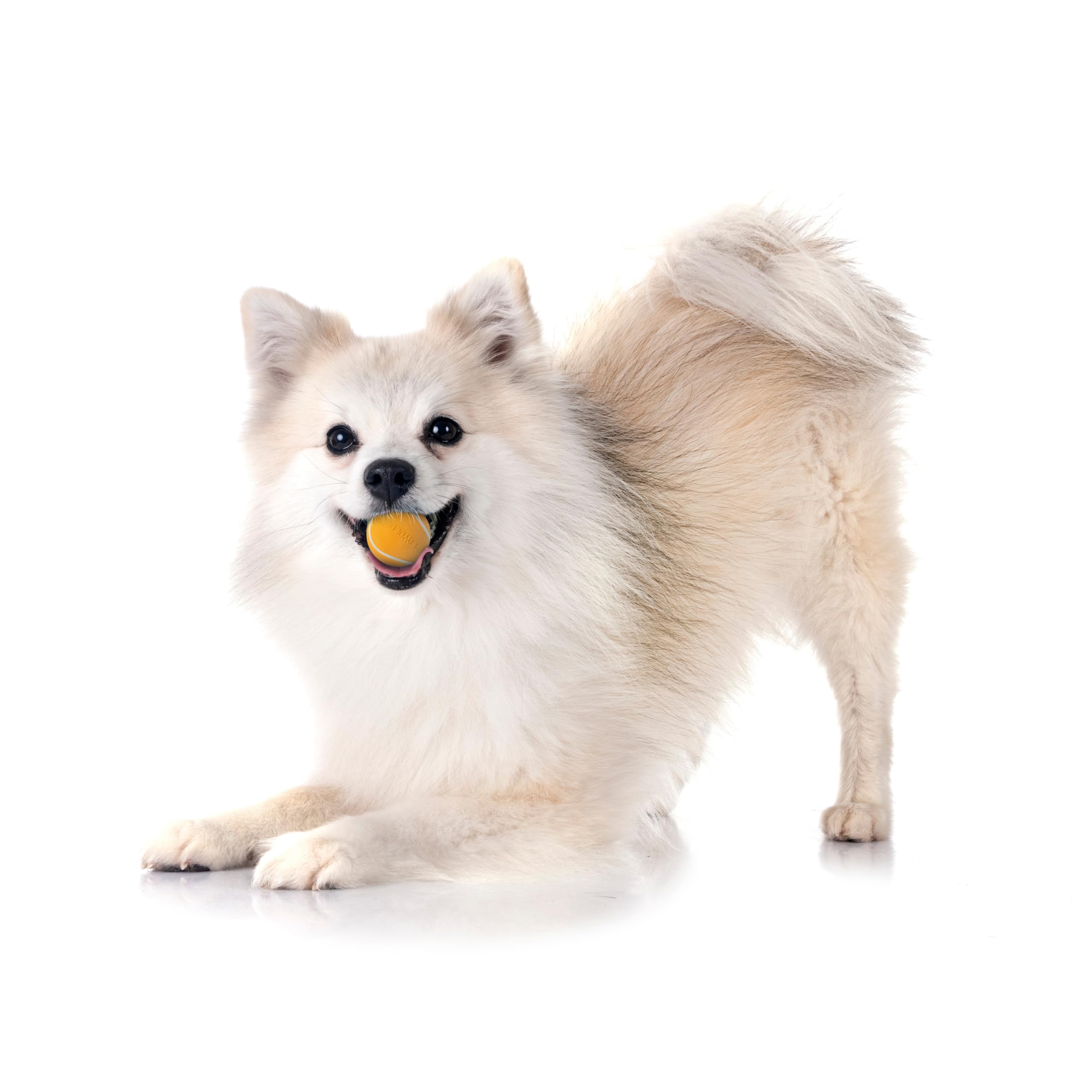 Playology Squeaky Chew Ball - Durable Floating Fetch Toy, Small, Orange, Non-Toxic Rubber, 3-Pack, Cheddar Cheese Scented