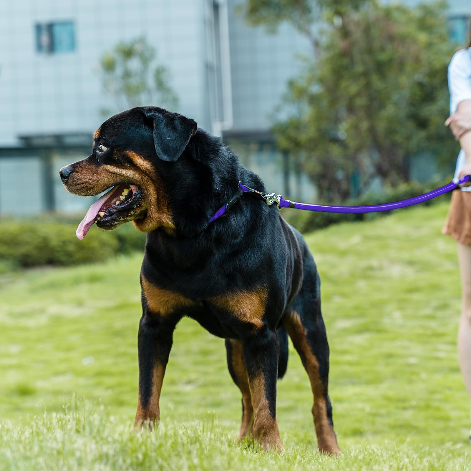 Aiminto Dog Leash, Braided Rope Traction - Walking Training Lead for Medium/Large Dogs ((1/2 '') x 2FT, Purple)