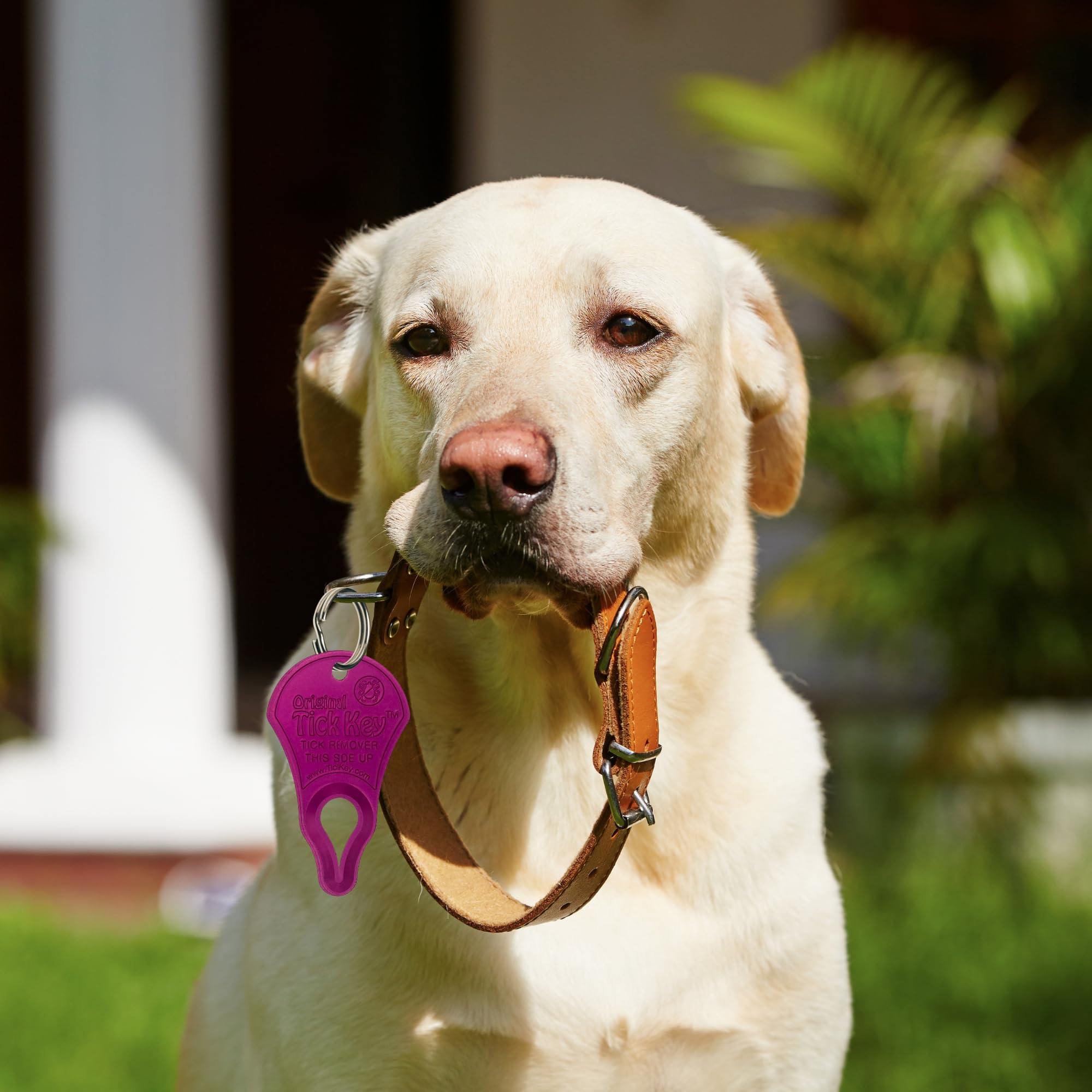 The Original Tick Key - Tick Detaching Device - Portable, Safe And Highly Effective Tick Detaching Tool (Pink)