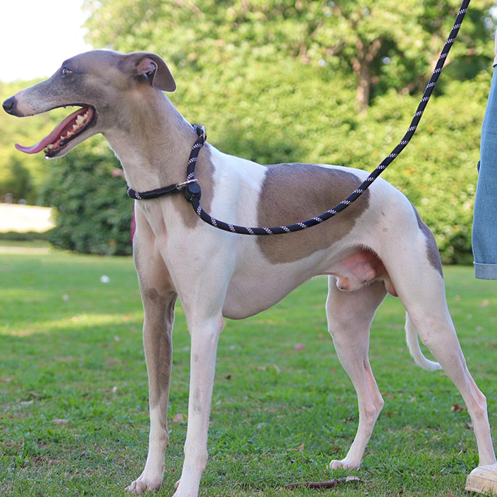 Patas Lague Slip Lead Dog Leash For Dogs, Heavy Duty Highly Reflective Premium Quality Training Slip Loop Leash With 360 Swivel