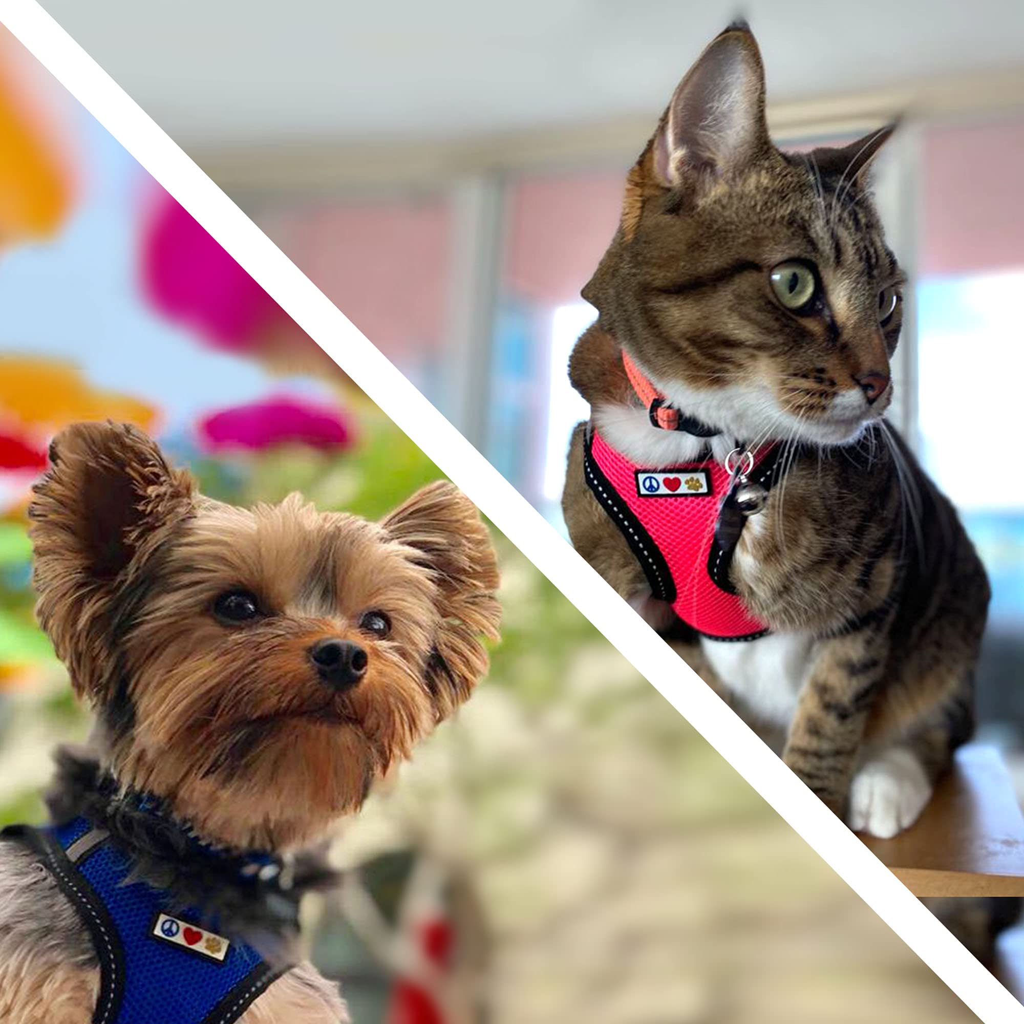 Pawtitas Dog Vest Harness Made With Breathable Air Mesh | All Weather Vest Harness For Small Puppies And Large Cats With Quick-Release Buckle - Small Teal Mesh Dog Harness