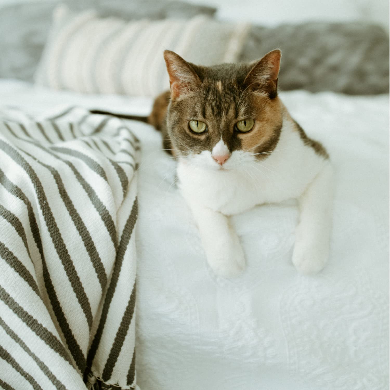 Earthbath, All Natural Hypo-Allergenic Cat Grooming Foam - Fragrance Free Cat Shampoo For Allergies And Itching, Cruelty Free, No Water Needed, Rub On & Towel Off, Made In Usa, Cat Supplies - 4 Oz