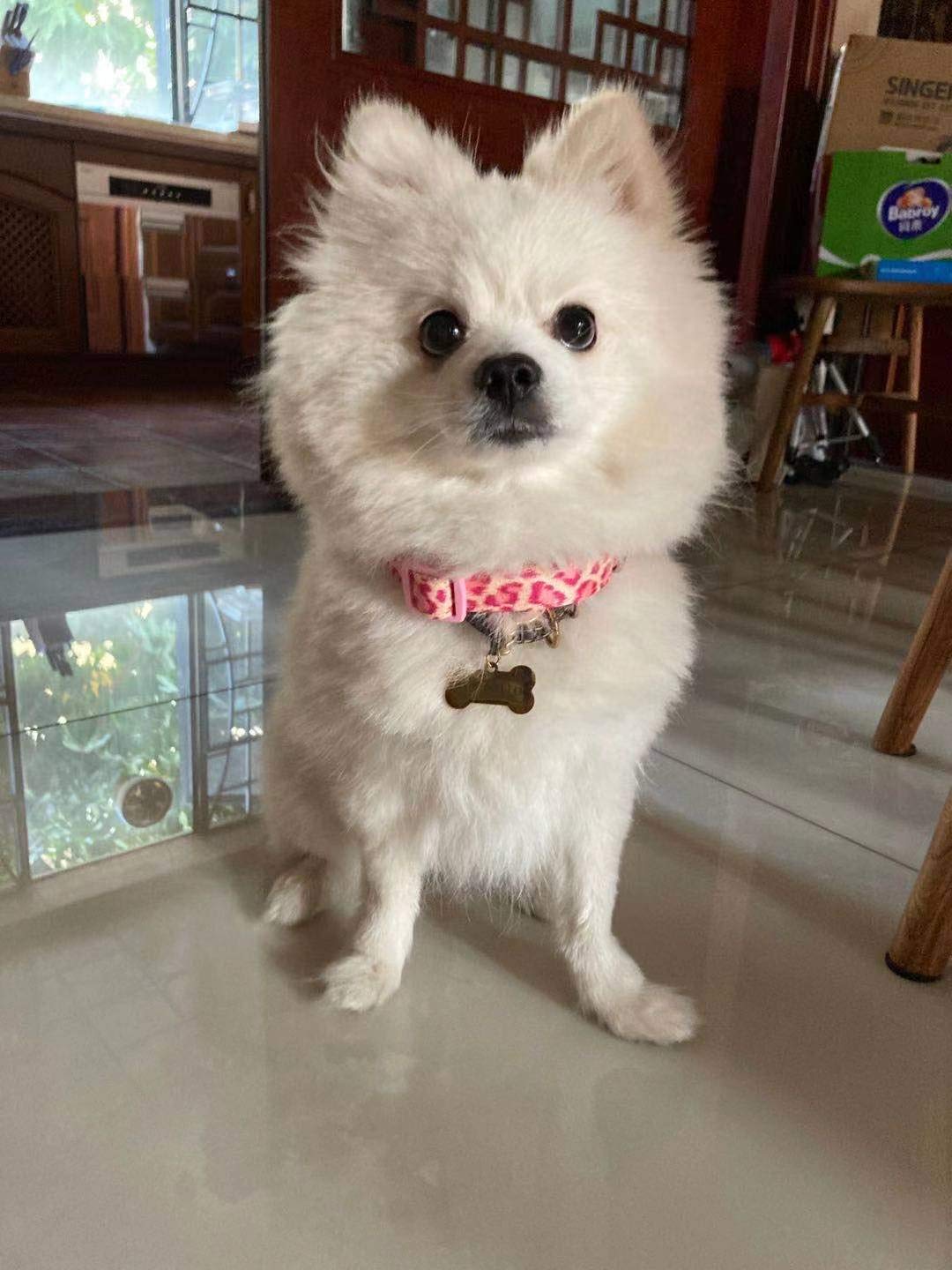 Petiry Fancy Pink Leopard Dog Collar Flocking Fabric Cheetah Scent Premium Soft and for Puppy,Middle and Big Dogs(Neck:12''-18''