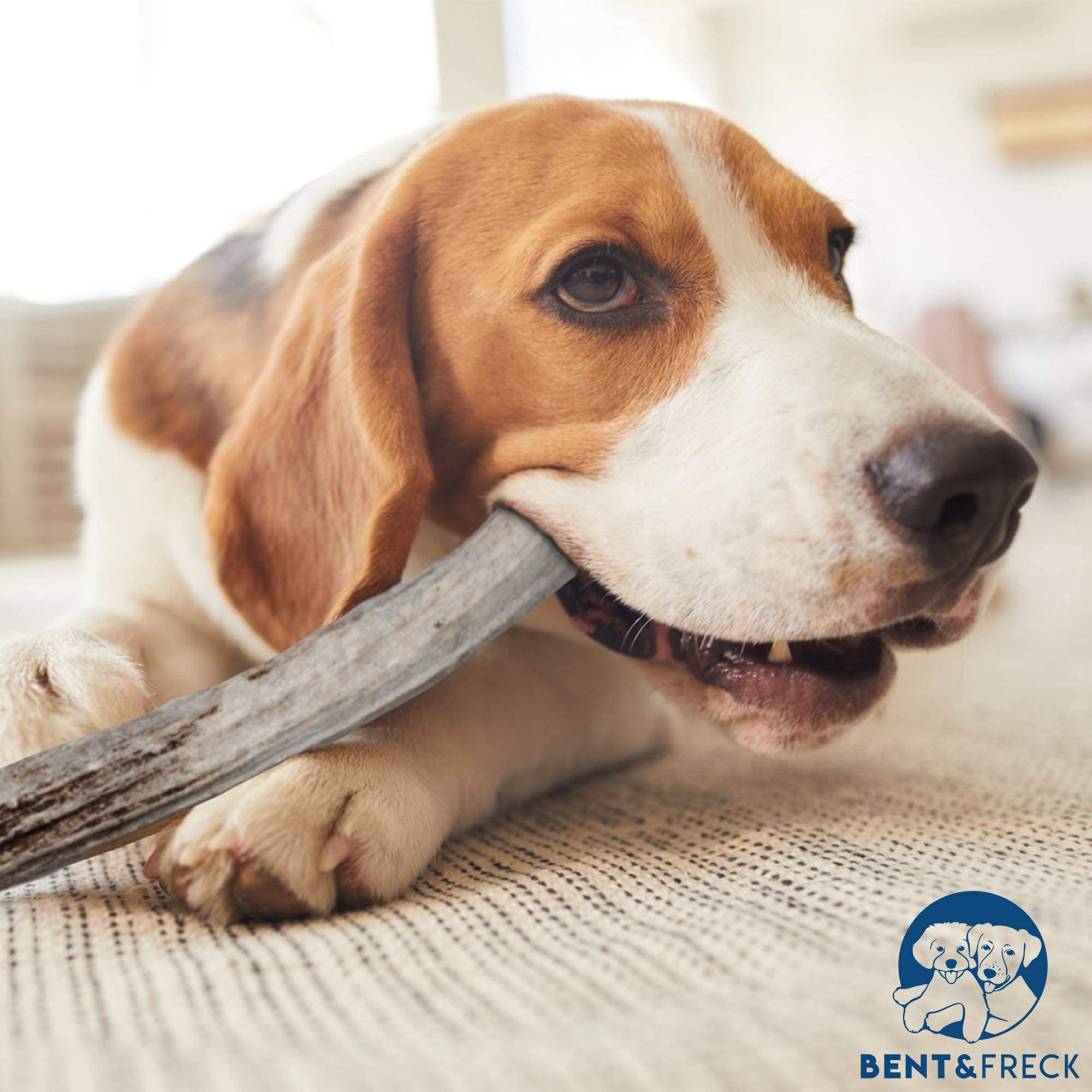 Antler Dog Chew From Pet Expertise, Gigantic 12-14'' Long, 1 Piece