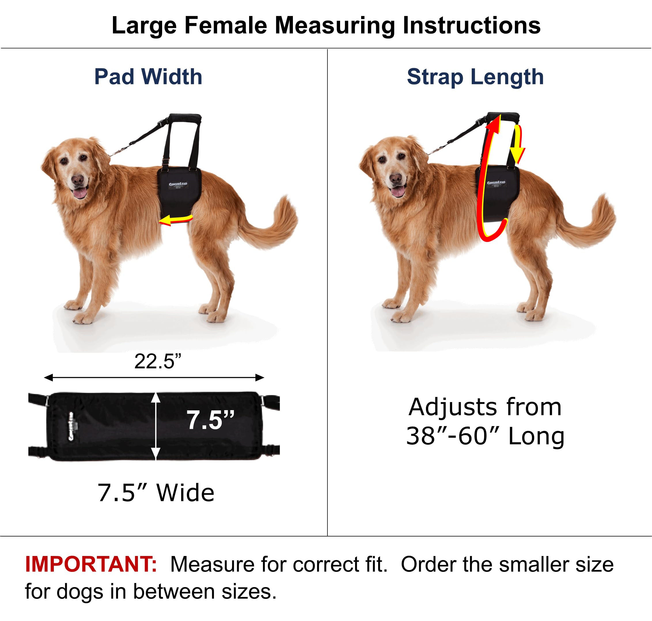 GINGERLEAD Dog Sling Support Harness, LG Female fits Big Dogs Over 65 lbs. Padded Rear Lift with Integrated Leash to Assist Seni
