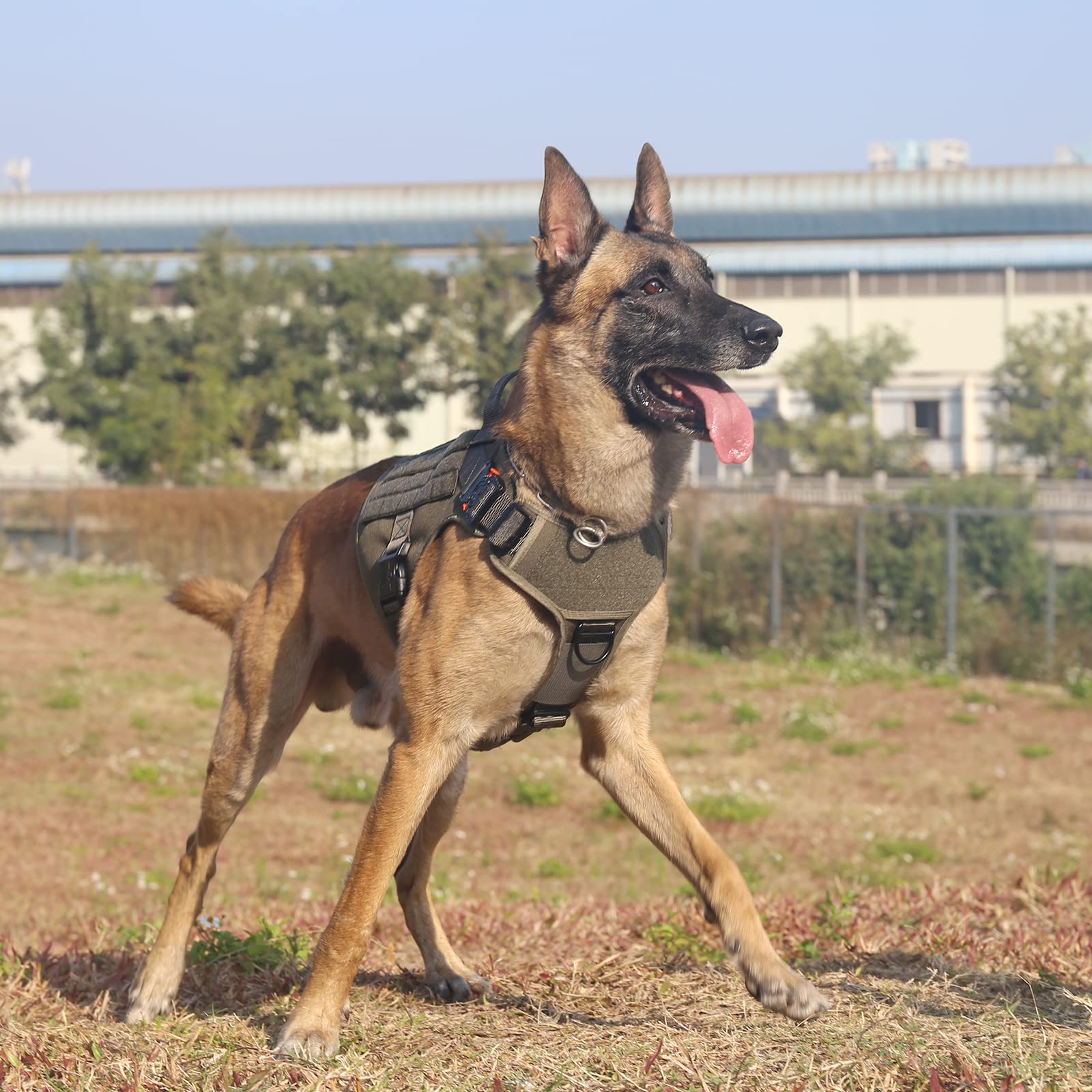 Icefang Tactical Dog Harness,Medium Size, 2X Metal Buckle,Working Dog Molle Vest With Handle,No Pulling Front Leash Clip,Hook An