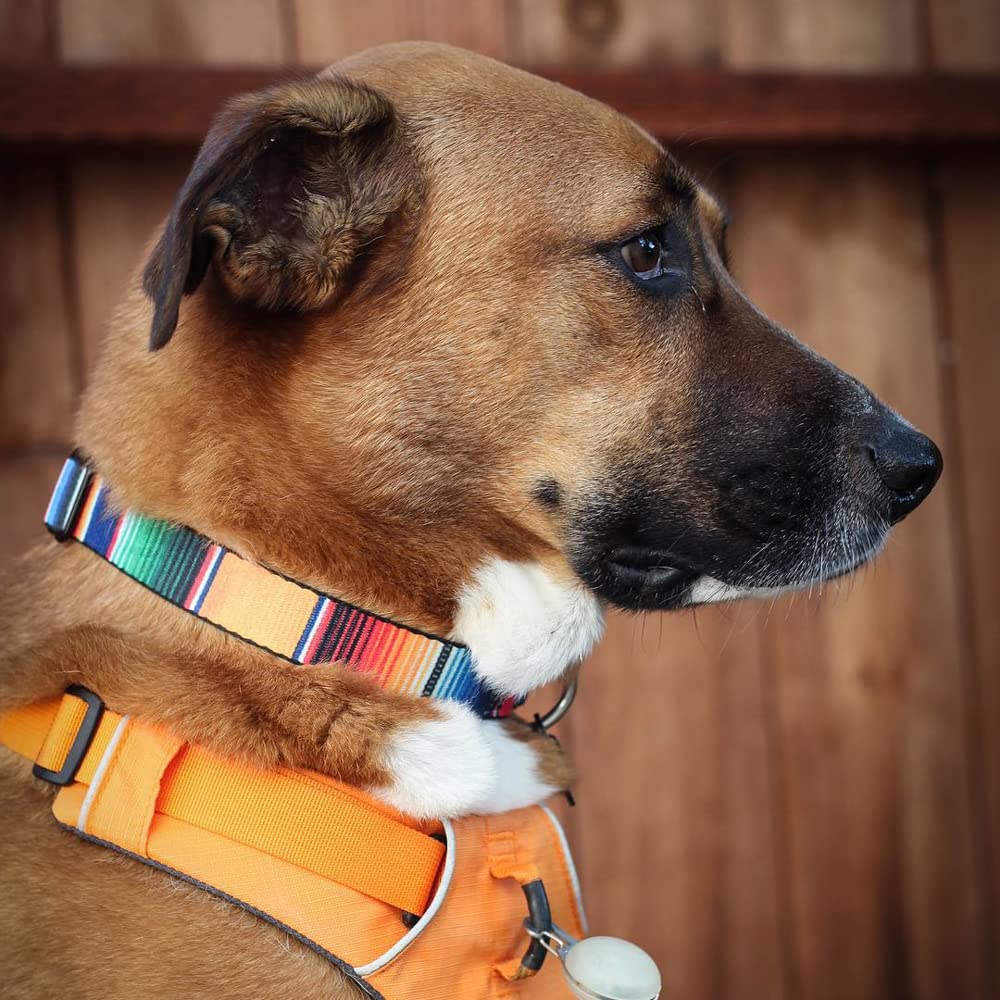 Buckle-Down Dog Collar - Seatbelt Buckle, 1" Wide, Fits 15-26" Neck, Multi Color Stripe, Model DC-W32624-L