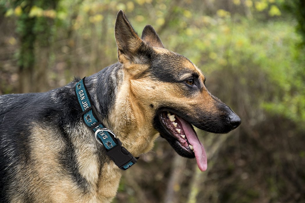 Pets First Nhl San Jose Sharks Collar For Dogs & Cats, Large. - Adjustable, Cute & Stylish! The Ultimate Hockey Fan Collar!