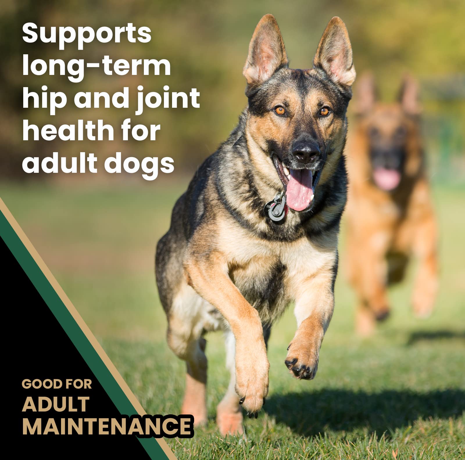 VICTOR Super Premium Dog Food - Purpose - Grain Free Hero Canine - Premium Gluten Free Dog Food for Active Adult Dogs - High Pro