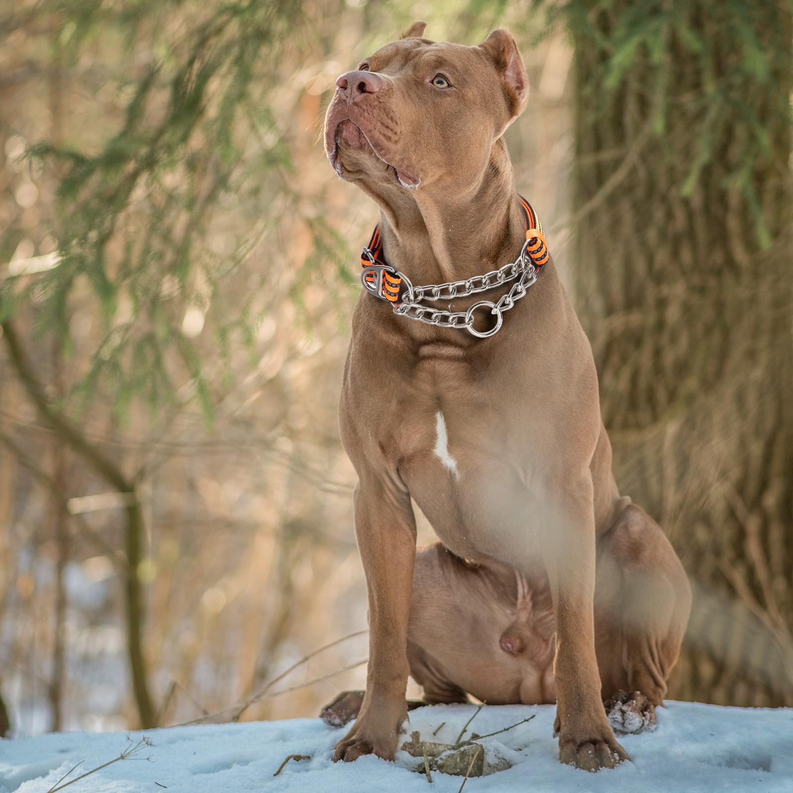 Martingale Collar For Dogs With Soft Padded,Trainer Approved Limited Slip Collar With Steel Chain,Reflective Adjustable Choke Do