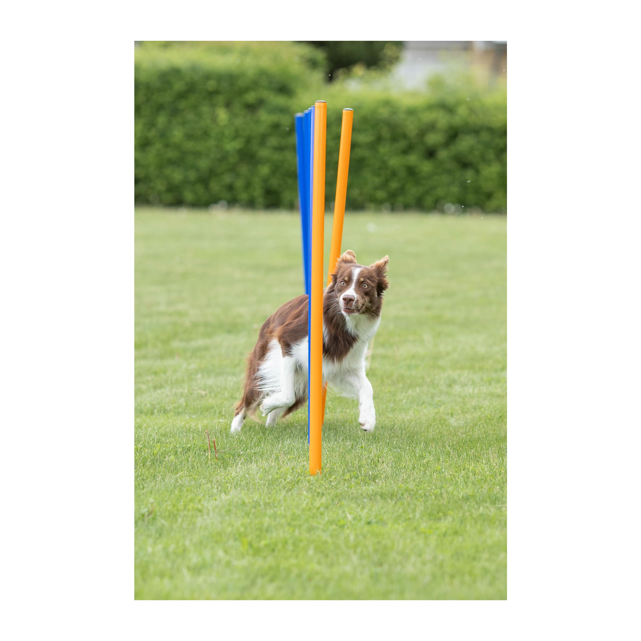 Trixie Dog Agility Course With 12 Slalom Weaves – Dog Weave Poles Ideal For Agility Training For Beginners & Advanced, Dog Agility Equipment For Dog Obstacle Courses