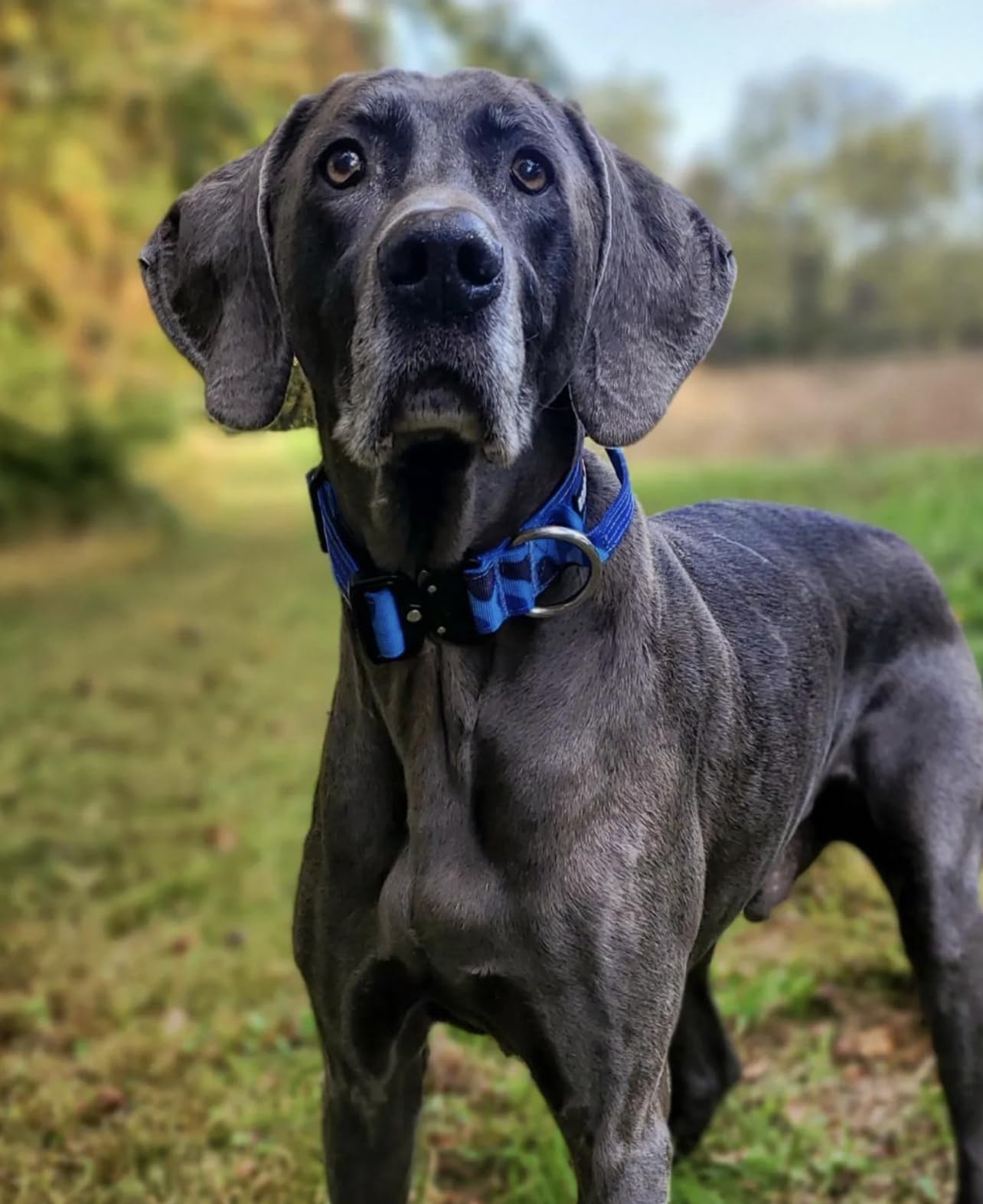 Boss Dog Tactical Collar, Blue Camo, X-Large