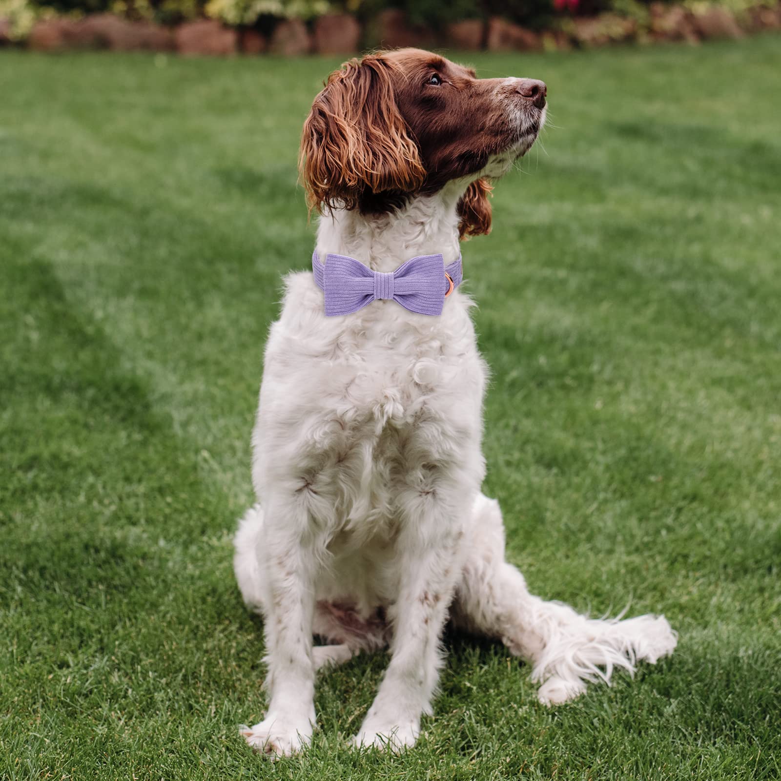 Babole Pet Lavender Dog Collars for Large Dog,Cute Corduroy Dog Collar with Bow Tie Safety Metal Buckle Adjustable Puppy Collars
