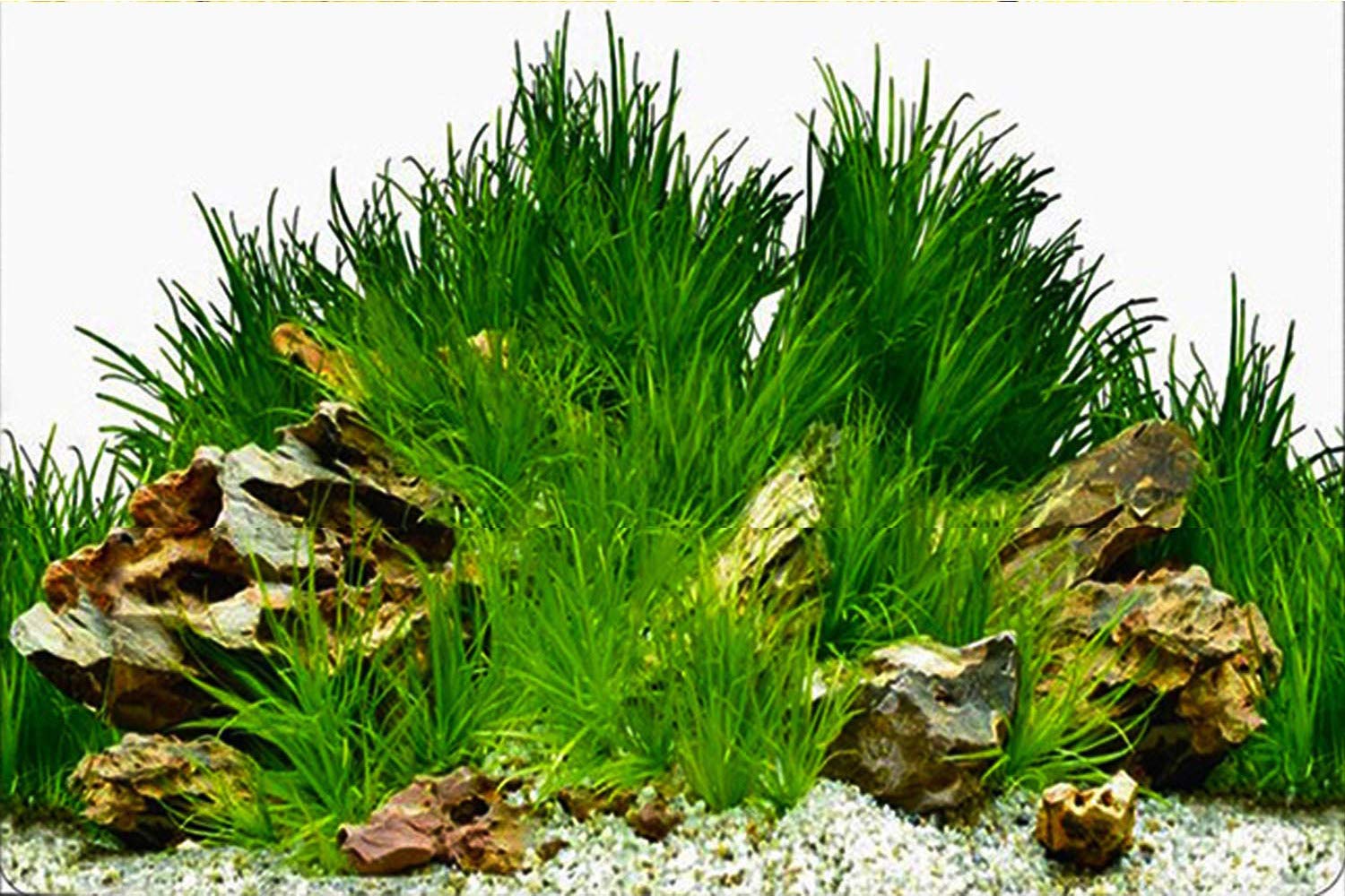ELEBOX New 23 x 71 Fish Tank Background Paper Wallpaper 2 Sided Colorful Seaweed Water Plants Aquarium Poster Decorations