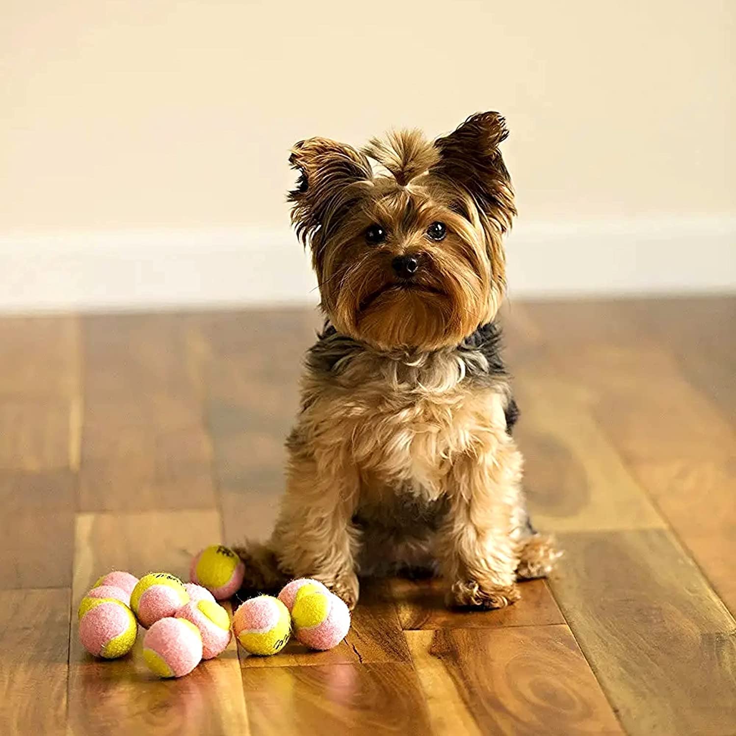 Midlee X-Small Dog Tennis Balls 1.5' Pack Of 12- Puppy Mini Fetch Pet Little Tennis Balls -Yellow/Pink